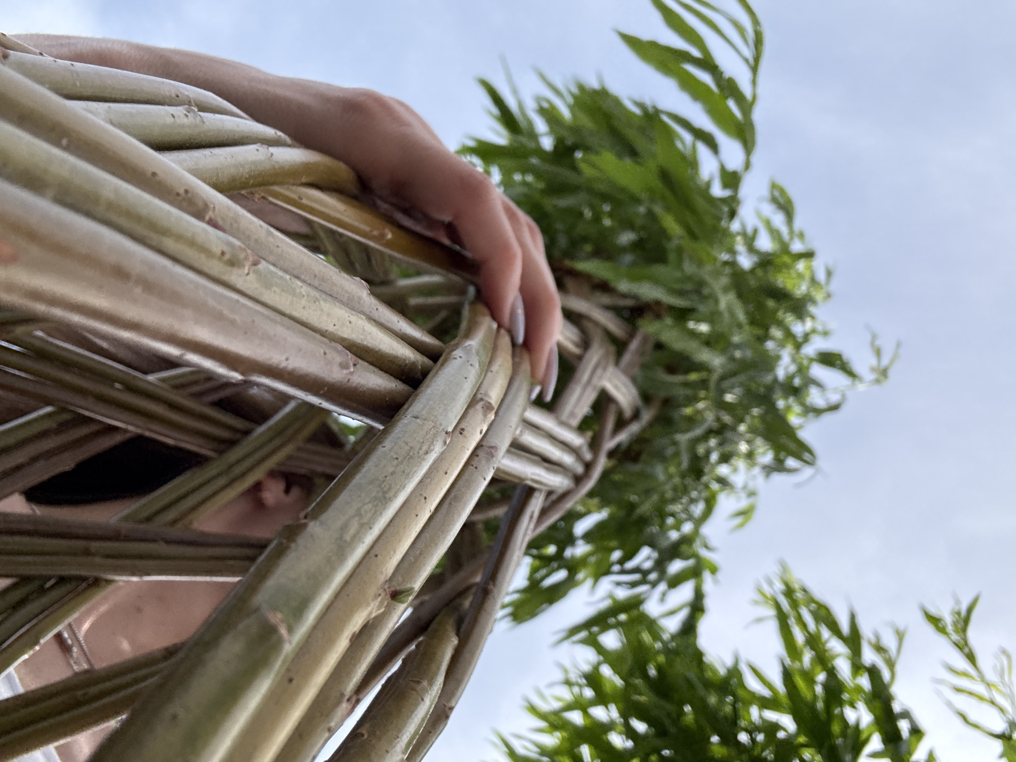 A low-angle shot of a hand holding a woven basket filled with green leafy branches. The basket is made of light-colored twigs. The background is a cloudy sky. The location is Aramil, Russia.