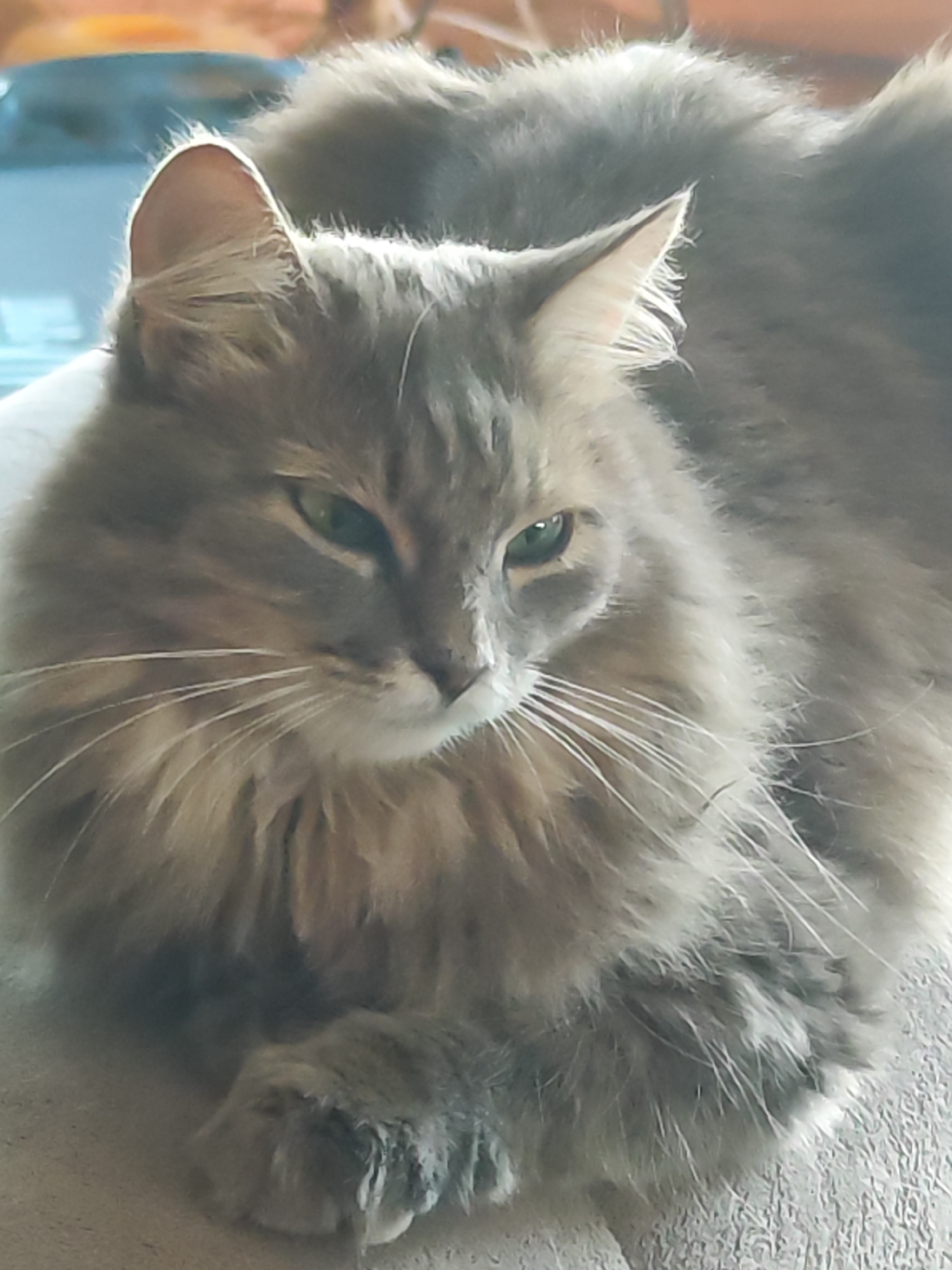A close-up shot captures a fluffy, long-haired grey cat with green eyes. The cat is positioned centrally in the frame, facing left with its head slightly tilted. Its fur is a mix of grey and brown tones, with prominent white whiskers. The background is blurred, showing soft colors of orange and blue, suggesting an indoor environment. The cat's paws are visible at the bottom of the image. There is no indication of its location in Chaikovsky, Russia.