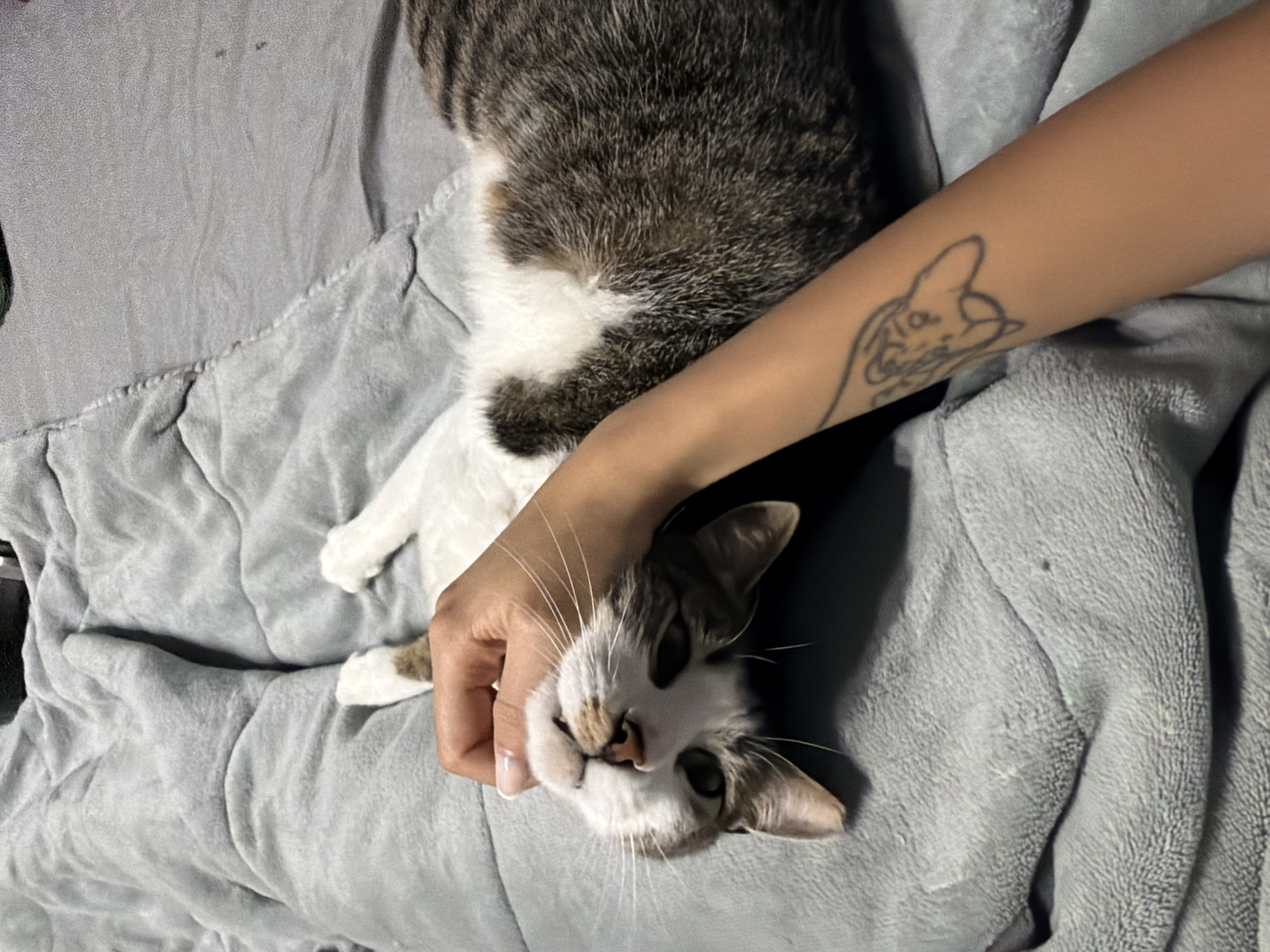 A person's arm, adorned with a tattoo of an abstract animal face, is held up in the foreground of the image, gently stroking the chin of a tabby and white cat. The cat is lying on its back on a soft, grey, quilted blanket, its eyes closed and mouth slightly open, appearing content. The cat's paws are white. The blanket is draped over what appears to be a bed. The scene is indoors, with the lighting suggesting it is evening or nighttime. There is no indication of the specific location within Burgas, Bulgaria.