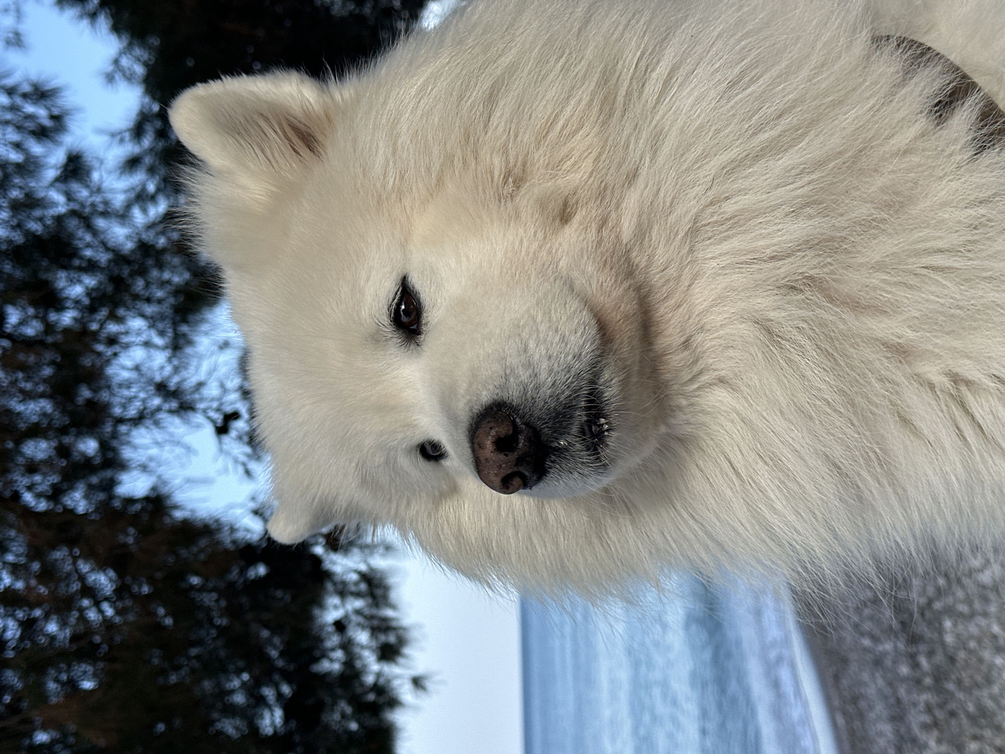 A close-up portrait features a fluffy white dog, likely a Samoyed, as the main subject. The dog's head and part of its body dominate the frame, with its dark eyes and black nose standing out against its thick, pristine white fur. The dog appears calm, looking downwards and slightly to the left with a contemplative expression.
The image is oriented vertically, rotated 90 degrees clockwise from a typical upright perspective. The setting is outdoors in bright daylight. In the blurred background to the left, dark, out-of-focus coniferous tree branches are visible against a bright, possibly overcast, sky. To the right, another indistinct, lighter background element with some texture could suggest snow, ice, or a distant reflective surface, hinting at a cool or winter environment. There is no specific activity depicted, only the dog observing its surroundings. No text is visible in the media file. The location context for this scene is Šušanj, Montenegro.