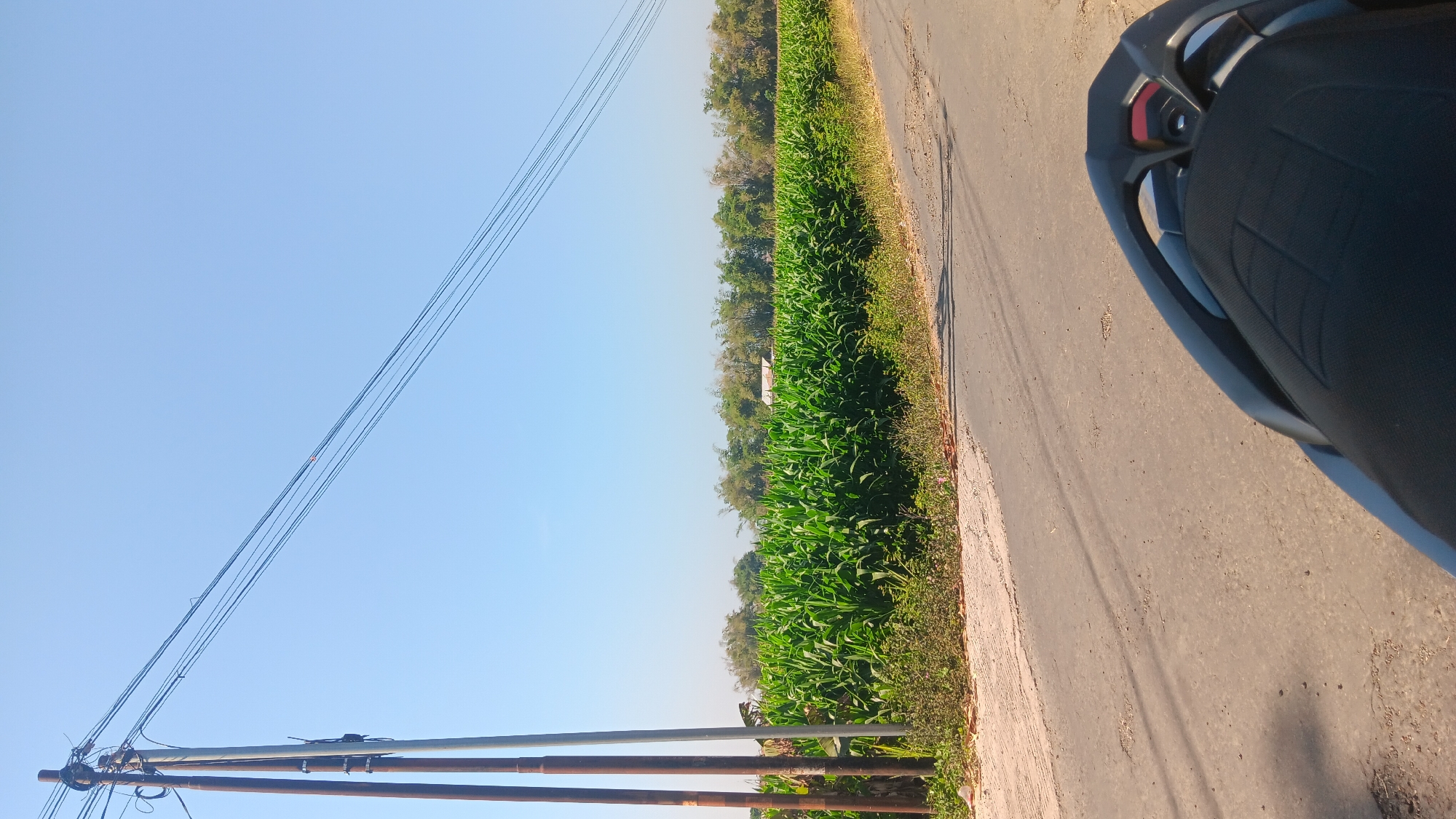 The image depicts a rural road scene with a cornfield in Gemenggeng, Indonesia. In the foreground, the seat of a motorcycle is visible, suggesting the vantage point of the photographer. The road itself is paved and appears to be in fair condition, with some visible cracks and patches. To the left of the road, a wooden utility pole stands tall, supporting numerous wires that stretch across the frame against a clear blue sky. Adjacent to the pole and the road is a lush, green cornfield. The cornstalks are tall and dense, forming a vibrant wall of vegetation. Beyond the cornfield, a line of trees, including bamboo, can be seen, and in the distance, a small building with a white roof is partially obscured by the foliage. The overall environment suggests a sunny day in a agricultural area.