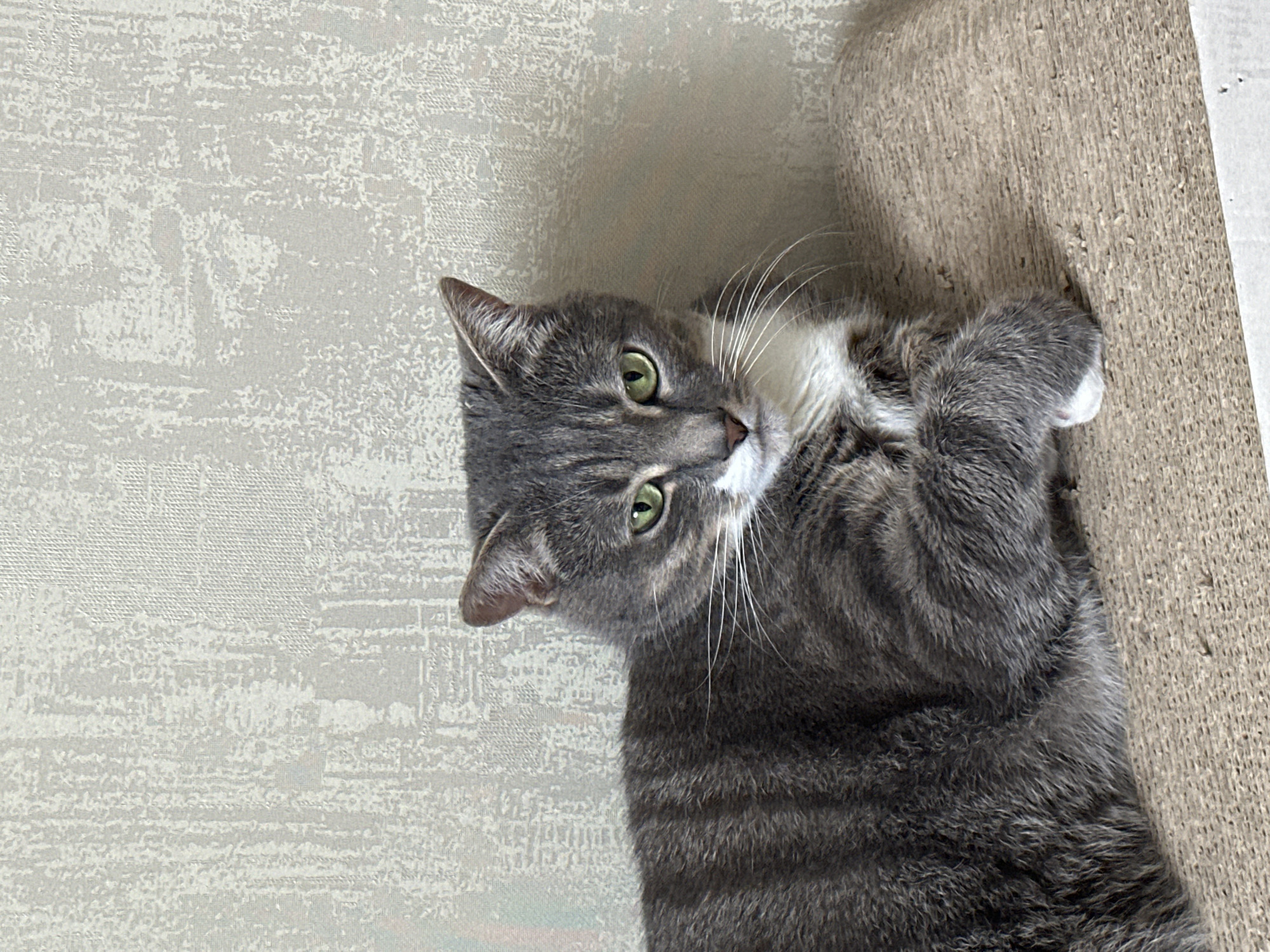 A medium shot shows a grey tabby cat with green eyes resting on a textured beige surface against a light grey textured wall. The cat is positioned on the left side of the frame, facing slightly towards the right. Its body is mostly visible, with its head turned towards the camera. The cat has a white chest and paws, and its fur is striped with dark grey. The background is a light grey wall with a textured pattern. The lighting appears to be natural, casting a soft shadow on the right side of the cat and the wall.
