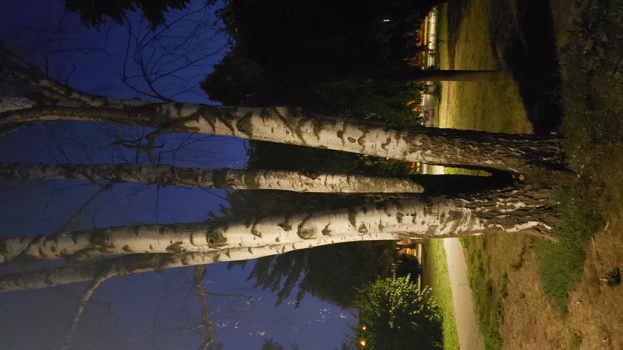 The image depicts a cluster of birch trees at dusk or night, with a clear, deep blue sky visible. The trees have distinct white bark with dark markings. In the background, there is a paved walkway and grassy areas. Further back, a dense line of dark trees forms a backdrop, with some distant lights suggesting an urban or suburban environment. The lighting suggests it's outdoors, possibly in a park or a residential area. The location is identified as Prešov, Slovakia. There are no people or animals visible in the image, nor any discernible actions or interactions. The scene is static and natural, with the only human element being the presence of the walkway and distant lights.