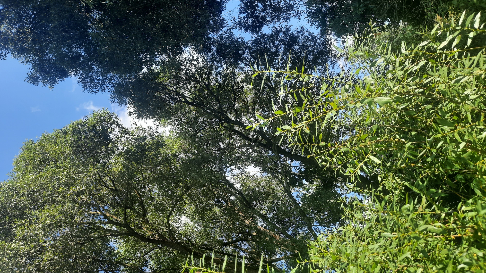 The image captures a low-angle view of lush green foliage and mature trees against a bright blue sky with scattered white clouds. In the foreground, slender branches with abundant small, oval leaves are prominently displayed, some reaching upwards. Behind this, the dense canopy of larger trees dominates the frame, with sunlight filtering through the leaves, creating a dappled effect. The branches of these trees are intricate and spread widely, forming a natural ceiling. The overall impression is one of a dense, verdant natural setting. This scene could be located in a park, forest edge, or a well-treed area within the city of Shklov, Belarus, characterized by its abundant greenery.