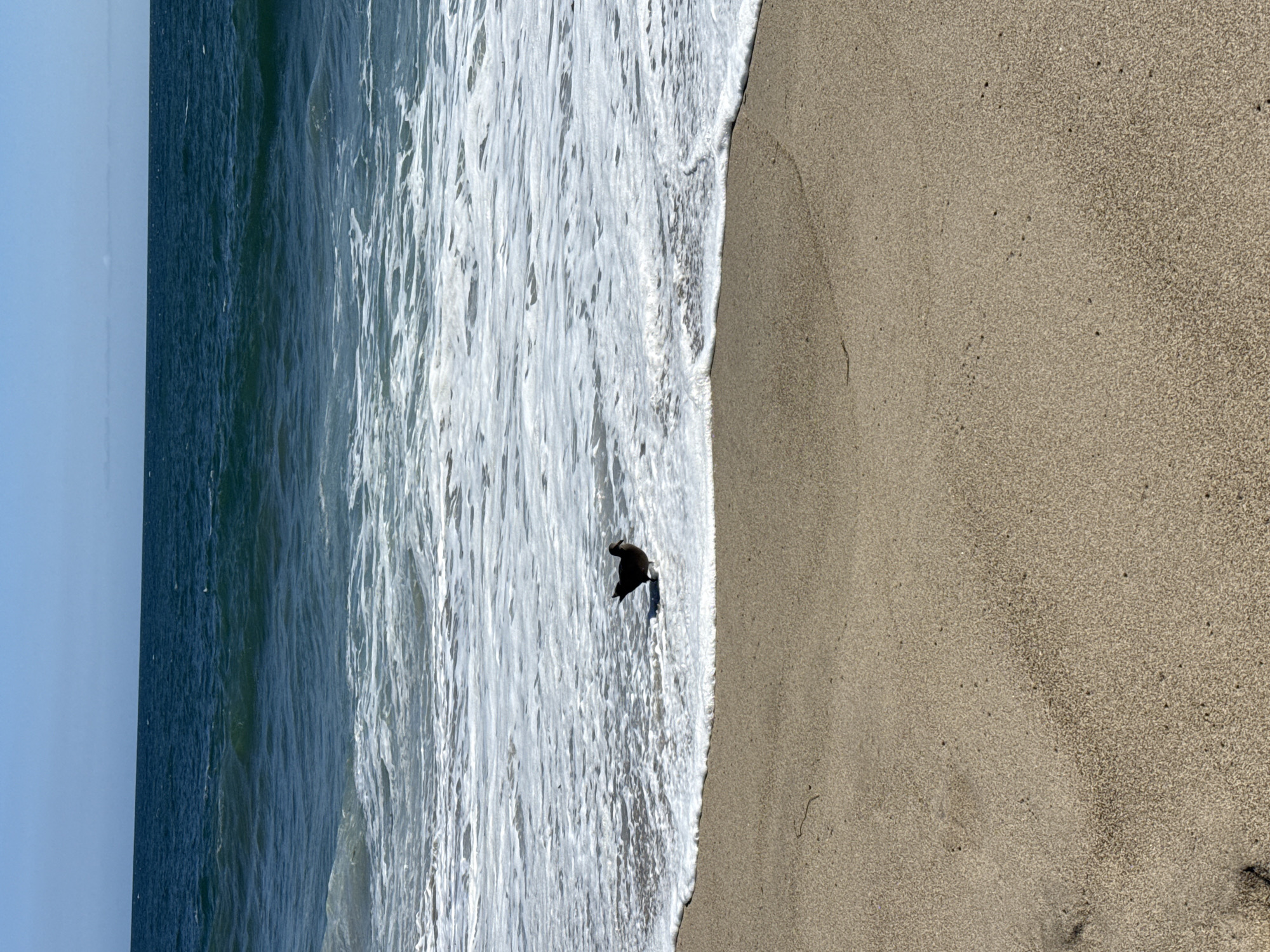 A dark-colored bird stands in the shallow water at the edge of the surf on a sandy beach. The bird is facing right, with its head slightly lowered. The ocean stretches out behind the bird, with waves breaking and creating white foam on the water's surface. The sky is a clear blue, with a few faint clouds visible on the horizon. The sand in the foreground is a light brown color, with a few footprints visible. The scene appears to be a natural coastal environment, likely in Malibu, California.