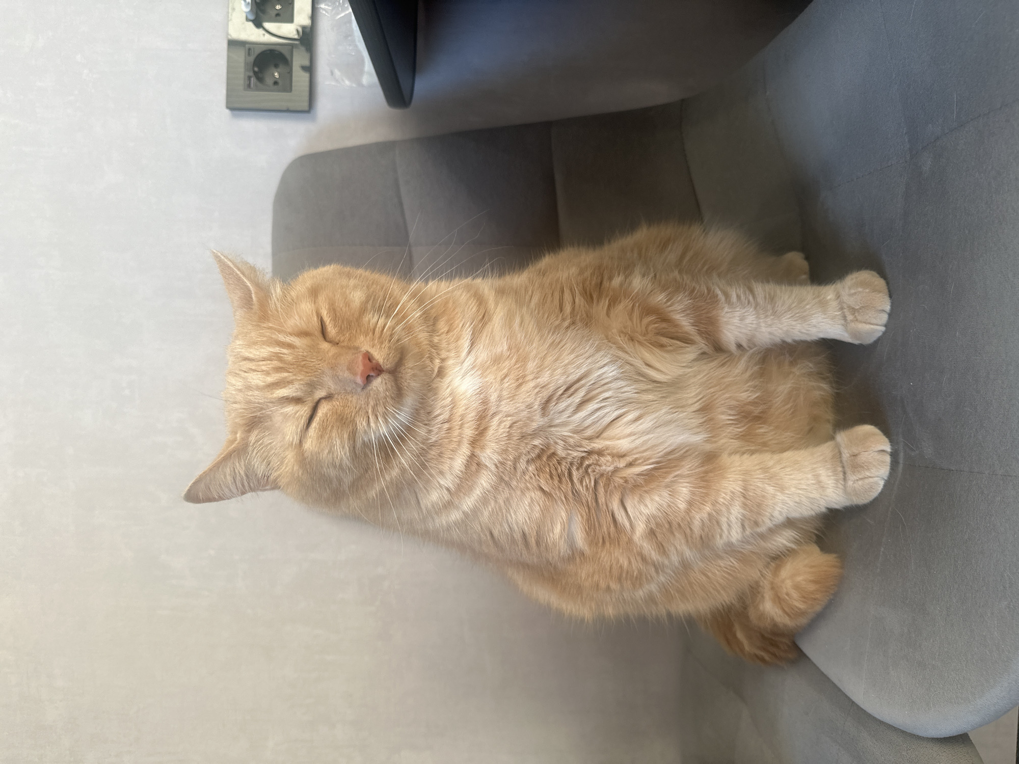 A ginger cat is sleeping on a gray chair indoors. The cat is lying on its side with its eyes closed and paws relaxed. A light gray wall is visible to the left of the chair, with an electrical outlet near the top. The top of a black chair or object is visible behind the gray chair. The location is Monchegorsk, Russia.