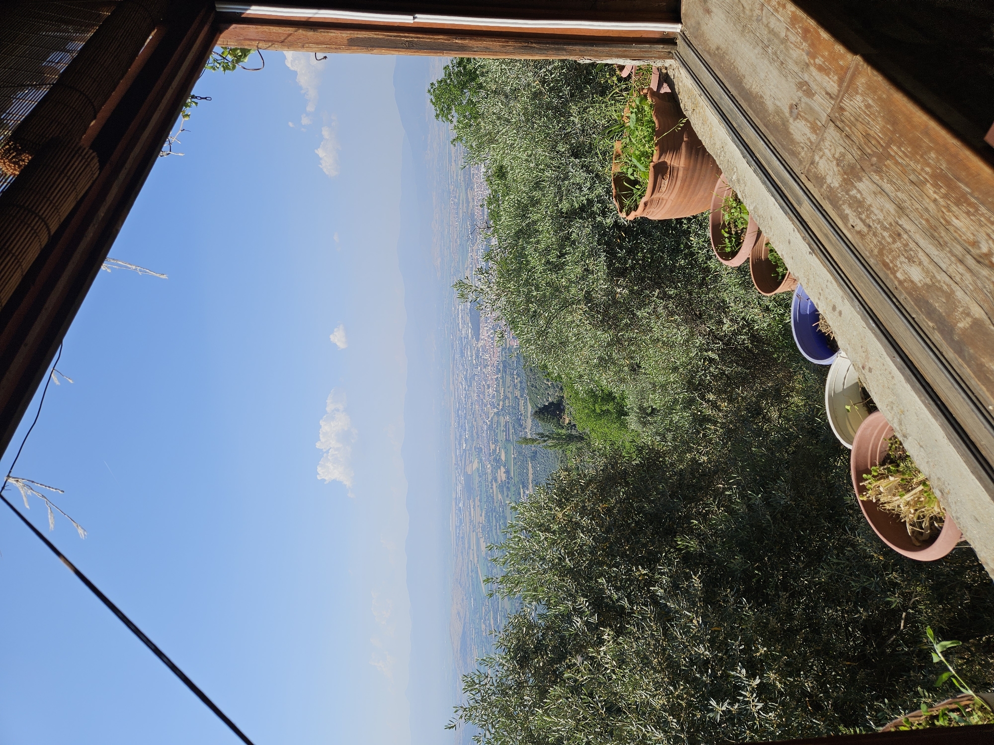 The image presents a panoramic view of the city of Tire, Turkey, and its expansive valley, observed from an elevated perspective through an open window or balcony. The foreground is defined by a wooden window frame, with a dark, diagonal metal bar extending from the upper left. A segment of a bamboo blind is visible along the top edge of the frame. On an exterior concrete ledge, multiple potted plants are arranged: a large terracotta pot containing vibrant green foliage, several smaller terracotta pots with a mix of green and desiccated vegetation, and partially visible blue and white plastic pots. Immediately beyond the ledge, dense olive trees and other green shrubbery obscure the ground, covering the descending terrain. In the midground, the urban sprawl of Tire is visible, characterized by numerous buildings and developed infrastructure, bordered by agricultural land. The distant horizon is marked by hazy mountains and hills. The sky above is clear and bright blue, dotted with scattered white cumulus clouds and a faint aircraft contrail. The scene is illuminated by strong, direct sunlight; no individuals are depicted.