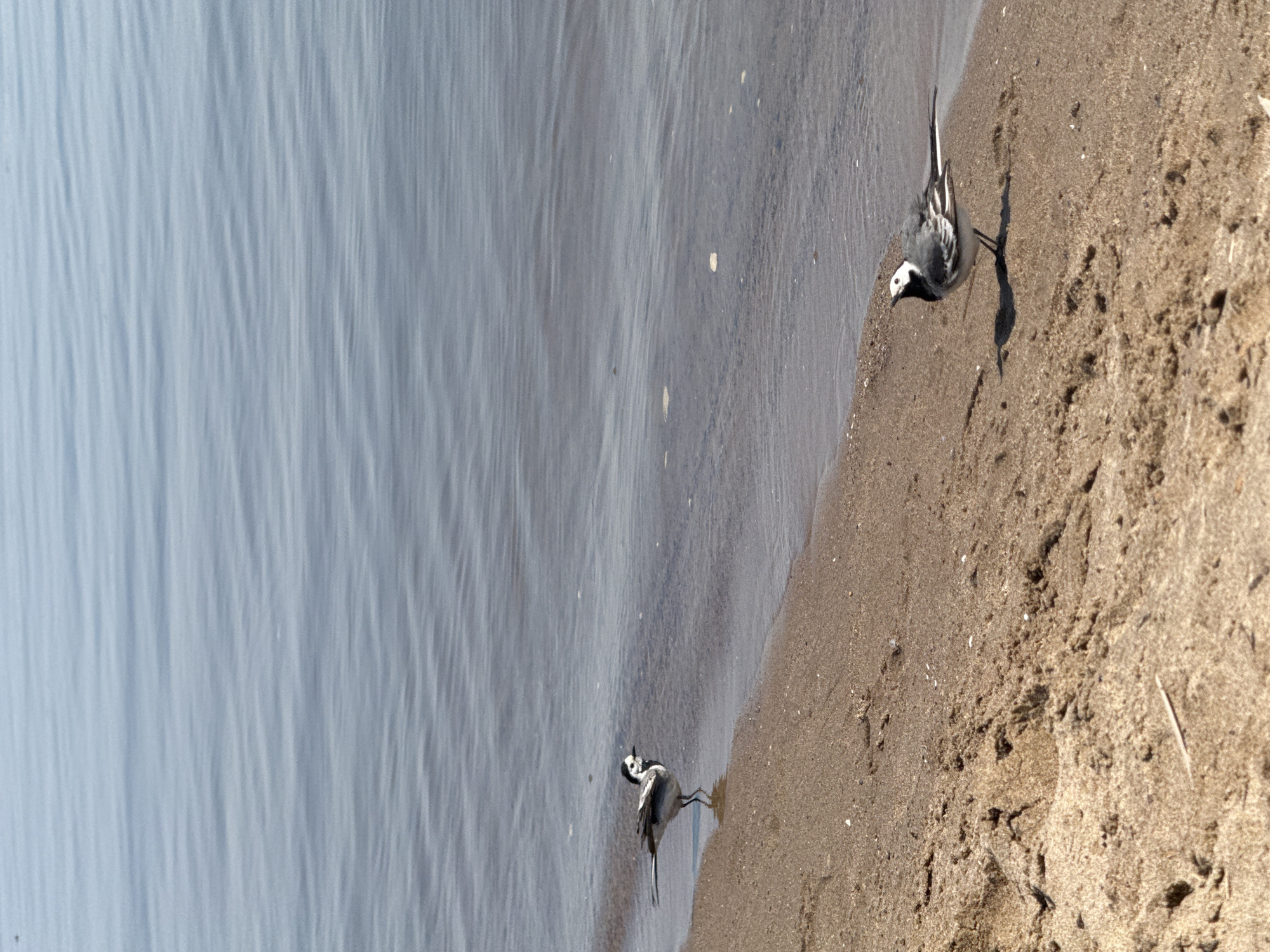 Two White Wagtails stand on the sandy shore of a body of water, presumably the Volga River, in Saratov, Russia. The water is relatively calm. The sand is light brown.