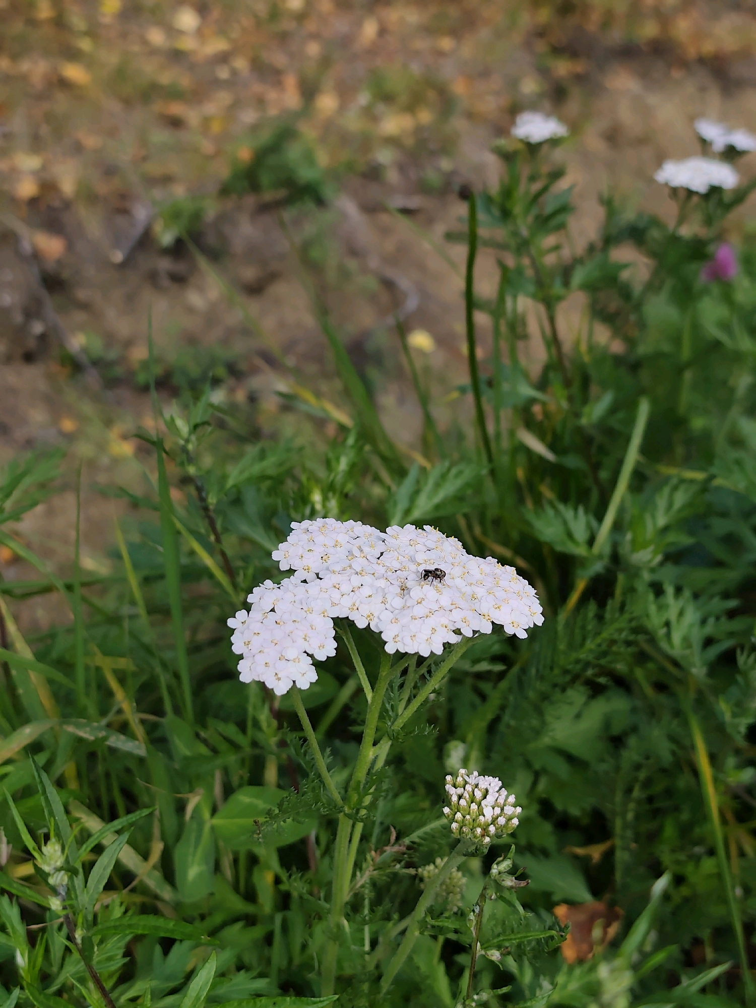 A yarrow flower cluster, with small white petals and a dark insect on top, is in focus in the foreground. The flower is surrounded by green foliage and out-of-focus autumnal leaves in the background. The scene appears to be a natural, outdoor setting, possibly a park or garden within the city of Listvyanka, Russia.