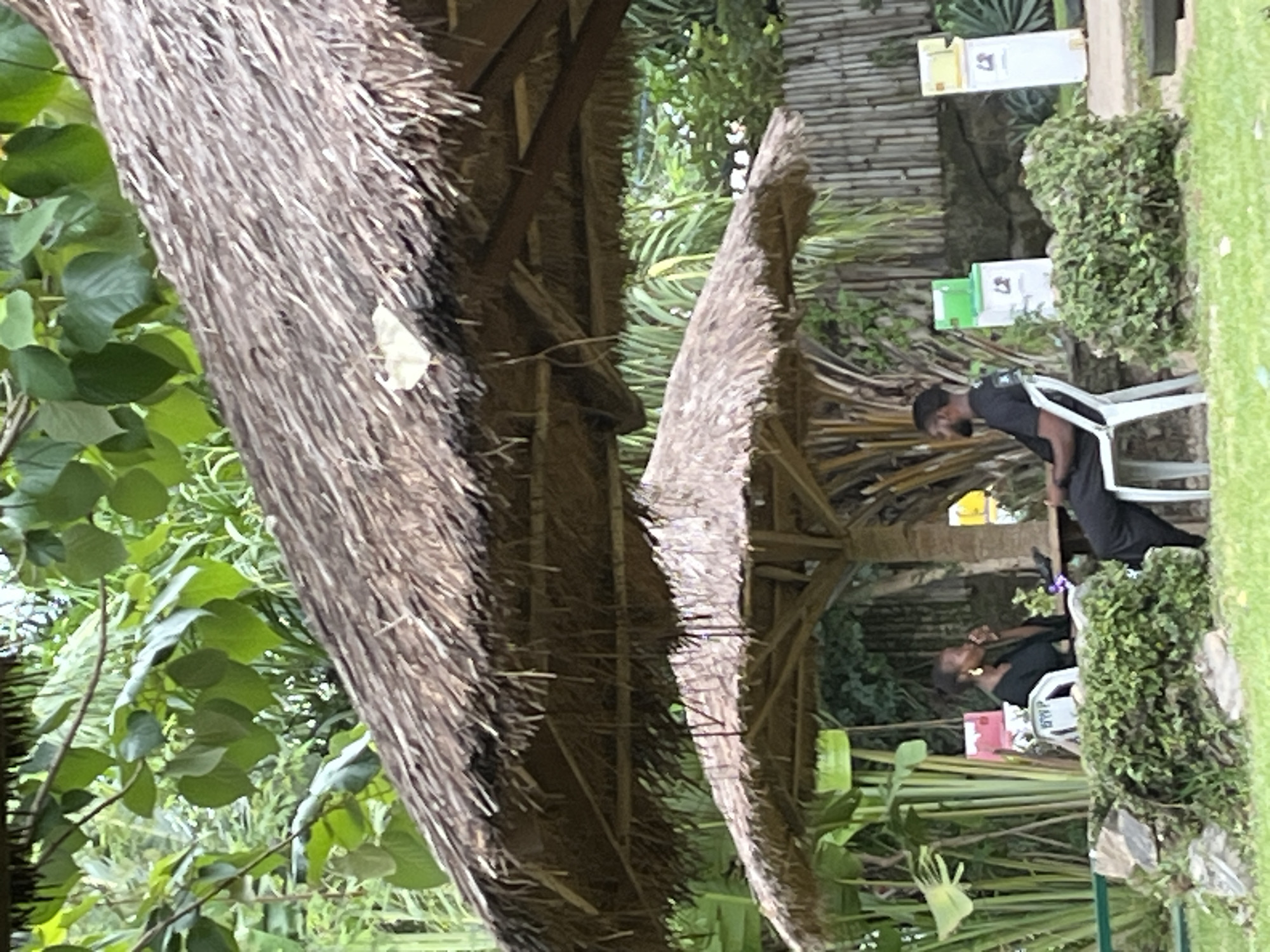 The image depicts an outdoor, natural environment in Galadimawa Village, Nigeria, featuring two individuals seated under two large, multi-tiered thatched umbrellas.
In the foreground, a low, dense green bush with embedded rocks partially obscures the lower halves of a dark-colored table and two white plastic chairs. On the left, a woman with dark skin and dark hair, wearing a dark top and large gold hoop earrings, is seated. She holds a small, dark object, possibly a cup or glass, to her mouth, appearing to drink. To her right, seated across the table, is a man with dark skin and a beard, wearing a dark short-sleeved shirt. He is positioned facing towards the woman, with his left leg visible.
The surrounding environment is rich with lush green foliage, including broad-leafed plants on the left and various bushes. In the background, behind the man, two rectangular, upright structures are visible: one predominantly green and white, the other yellow and white, both featuring a small, stylized symbol at the bottom. A bamboo-style fence or wall runs horizontally across the mid-background on the right. The ground in the immediate vicinity of the seating area appears to be covered in grass or low-lying vegetation. A small, light-colored object, possibly a leaf, rests on the upper thatched umbrella.