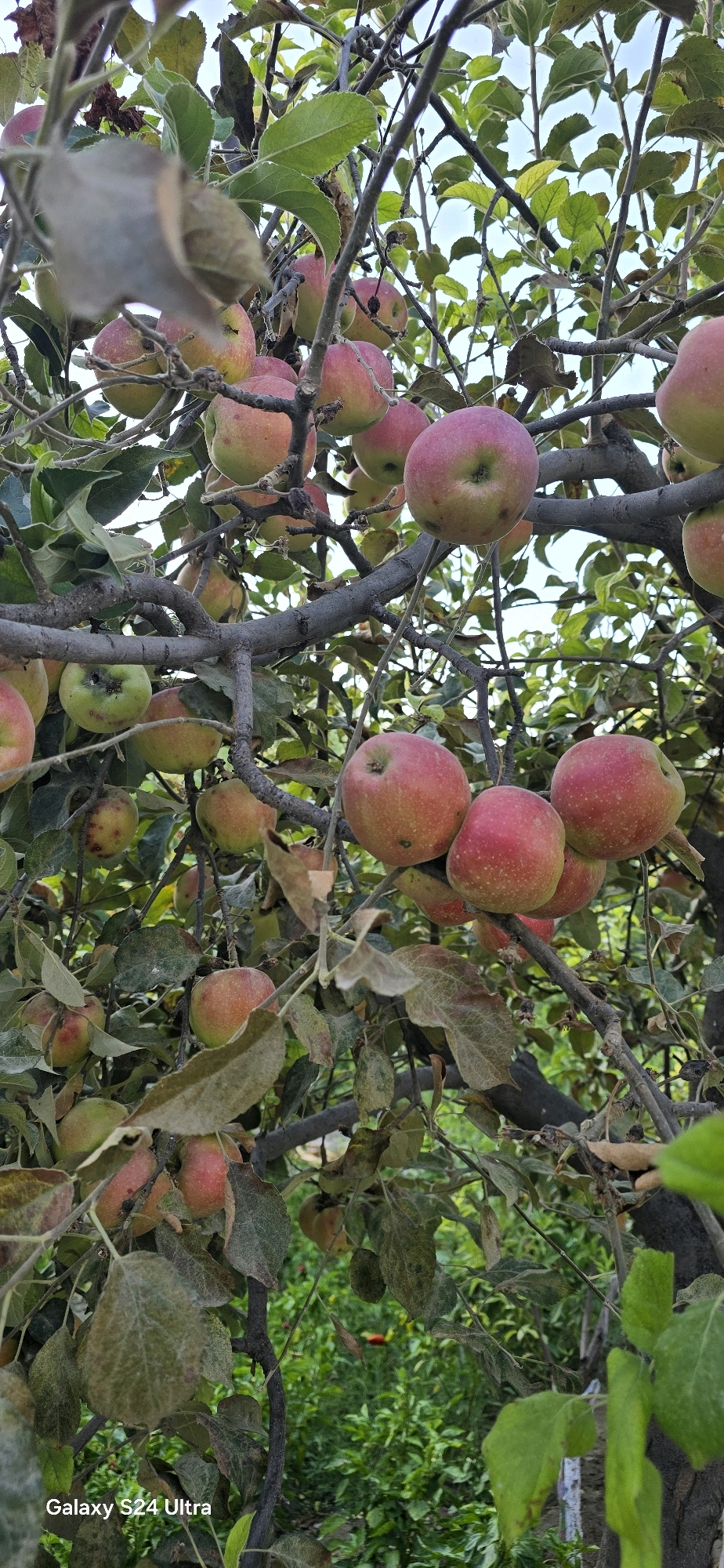 The image shows a close-up of an apple tree laden with ripe apples. The apples are mostly red with some green and yellow undertones, and they are clustered on branches among green and dried leaves. The branches are dark and gnarled. The background is a blur of green foliage, suggesting an outdoor setting. The image appears to have been taken in a natural environment, possibly a garden or orchard. The watermark "Galaxy S24 Ultra" is visible in the bottom left corner, indicating the device used for capture. There are no people or animals present in the scene. The lighting suggests it is daytime, with sunlight filtering through the leaves. The image does not contain any information about the specific location within the city of Чиркай, Uzbekistan.