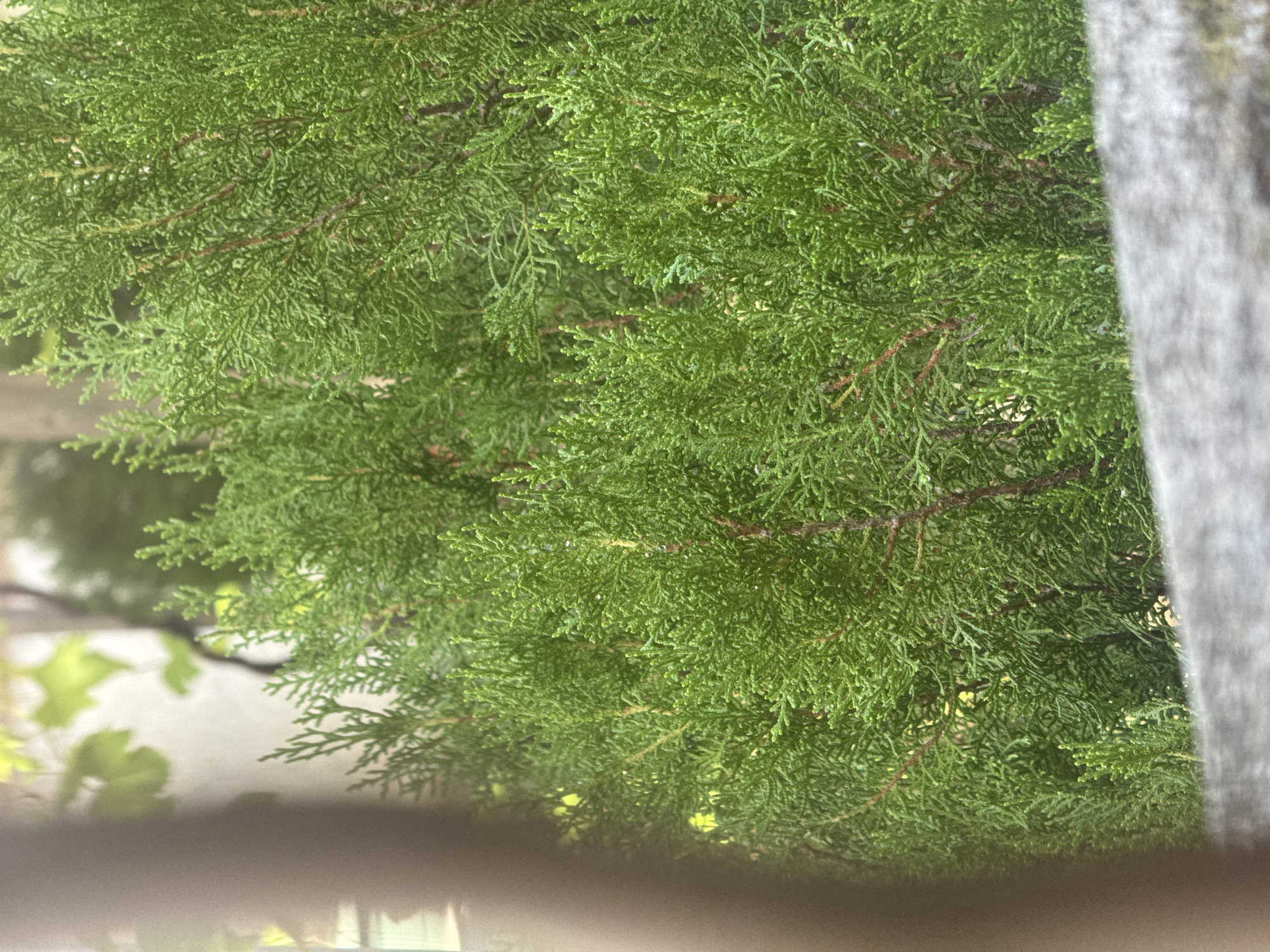 The image depicts a close-up view of lush green foliage, likely from a cypress or juniper plant, situated in Zgrade, Montenegro. The dense branches are a vibrant green, with some visible brown stems and a few small water droplets, suggesting recent rainfall or dew. The foreground is partially obscured by a blurred, brown vertical object on the left and a gray, textured horizontal surface at the bottom, possibly a wooden fence or railing. In the background, out of focus, are hints of a light-colored wall and some lighter green leaves, suggesting other plants or vegetation in the vicinity. The overall impression is one of dense, natural growth within a garden or outdoor setting.