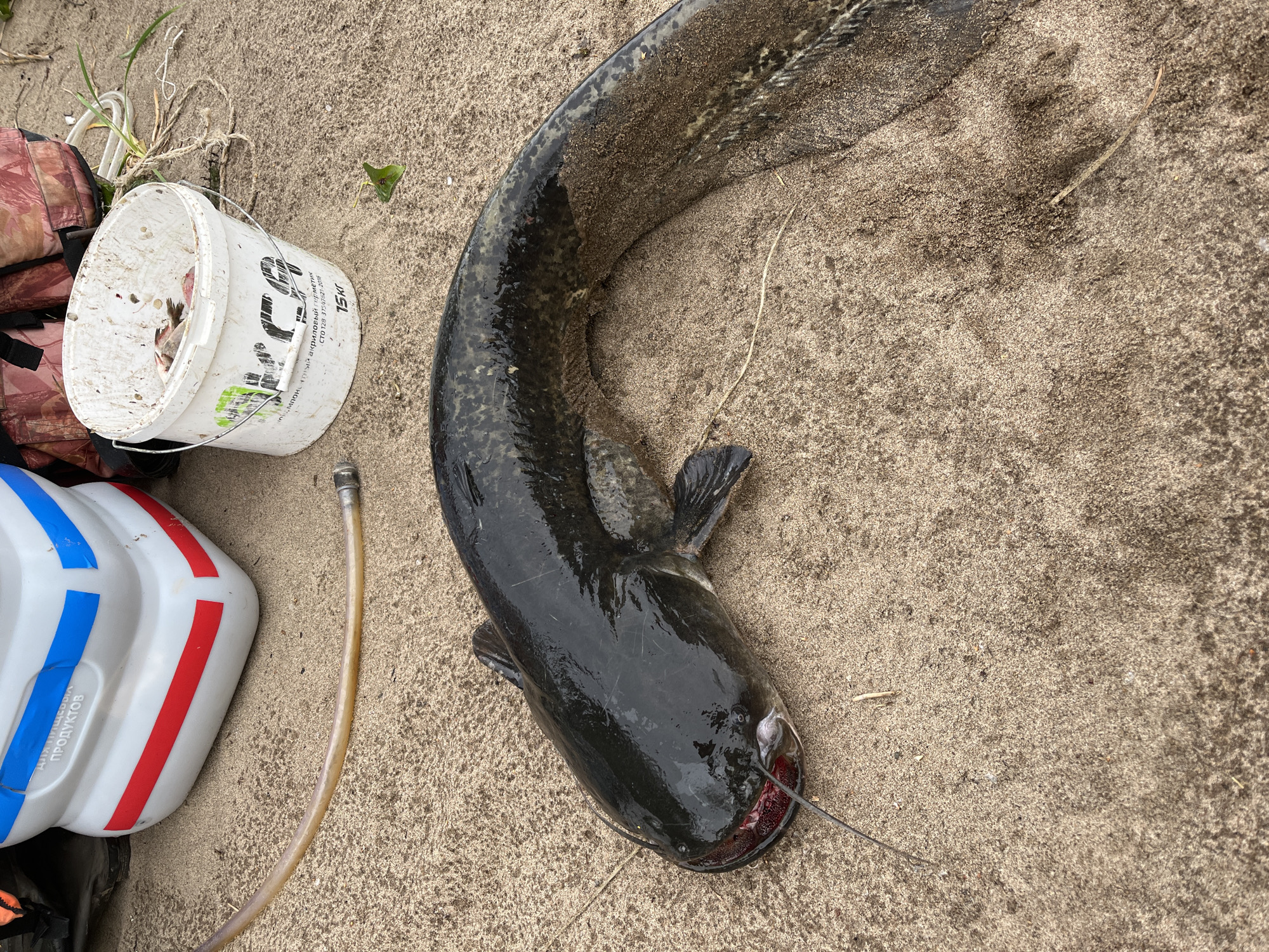 A catfish lies on sandy ground near a white bucket filled with fish parts, a white and blue container, and other fishing equipment. The catfish is dark-colored with visible barbels. The environment appears to be outdoors, likely near a body of water given the fishing context. The sand is coarse and speckled with debris. The bucket has writing on it, partially obscured by a fish. The overall scene suggests a recent catch and preparation of fish. The location is identified as Ust-Belsk, Russia.