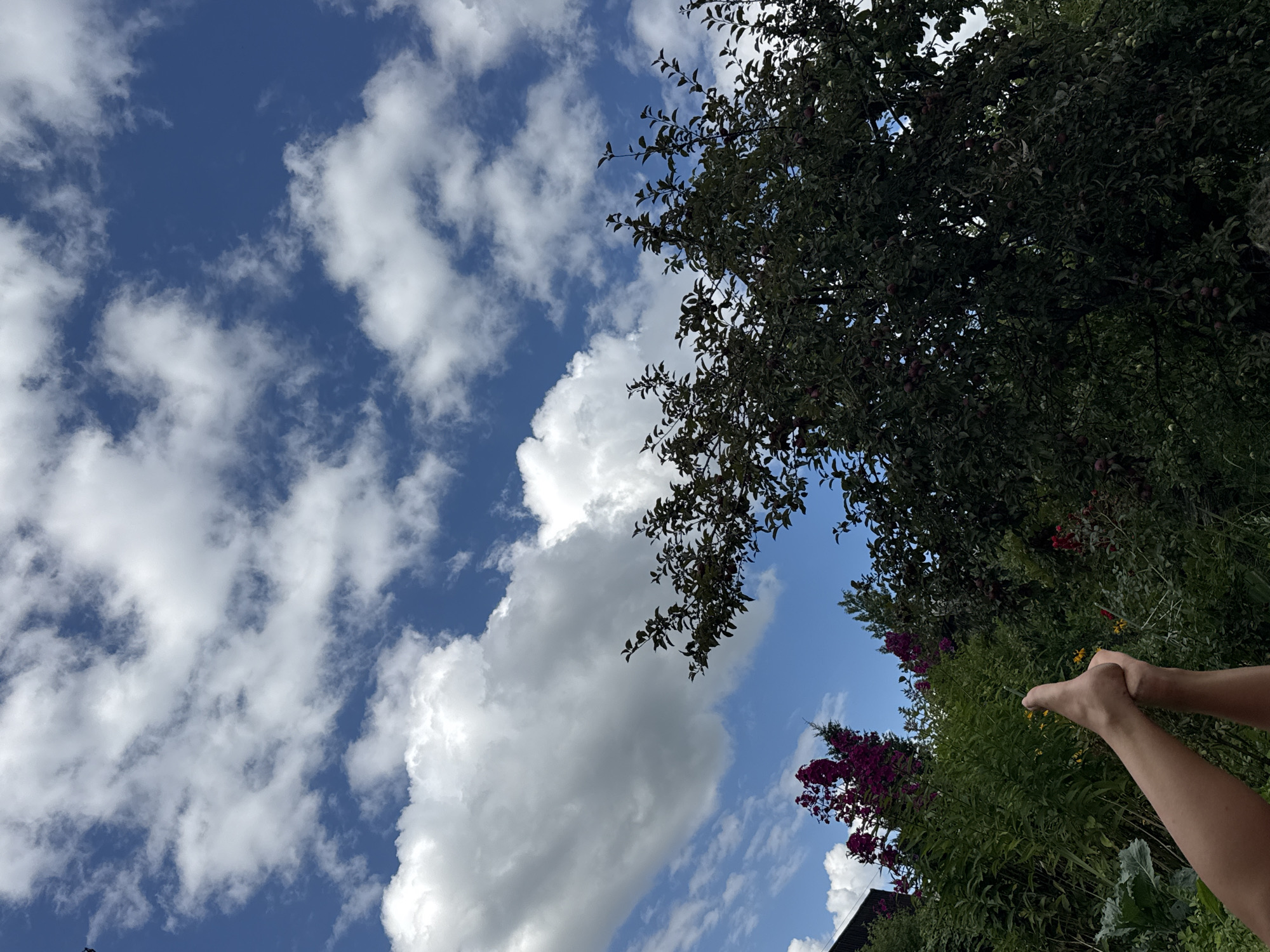 The image is a low-angle shot taken outdoors, featuring a vibrant blue sky filled with large, fluffy white clouds. In the foreground, a person's legs and feet are visible, positioned in what appears to be a yoga pose. The lower body is cropped, with the skin tone indicating it is likely a human.
The background is a lush green garden. To the left, tall, thin plants with clusters of deep pink flowers are prominent. Further to the left, a dark structure, possibly part of a building, is partially visible. A large, leafy green tree dominates the right side of the frame, with visible dark red fruits, likely apples, scattered among its branches. The overall impression is a serene outdoor setting, likely a backyard or garden, in Красная Пресня Снт, Russia. The lighting suggests it is daytime, with the sun contributing to the bright sky and the shadows cast by the foliage.