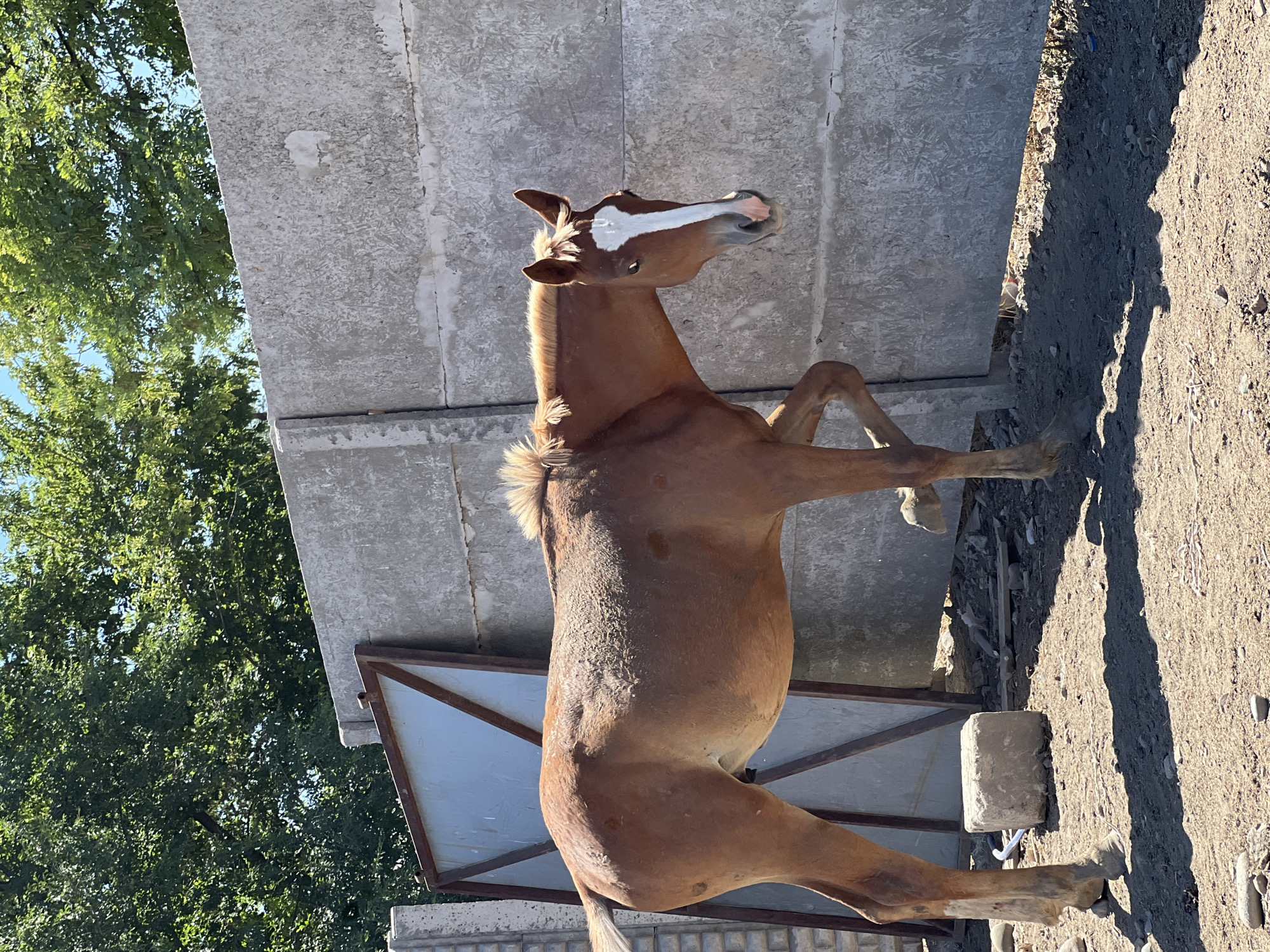 A chestnut horse with a white blaze on its face stands on dirt ground in front of a rough, textured concrete wall in Дачное, Kyrgyzstan. The horse is facing the right side of the frame, with its head turned slightly towards the viewer. Its mane is short and stands up. Behind the horse, to the left, is a metal gate with a blue panel. The background consists of green trees and a clear blue sky. The ground is covered in dirt, pebbles, and some debris. The lighting suggests it is a sunny day, casting shadows on the ground.