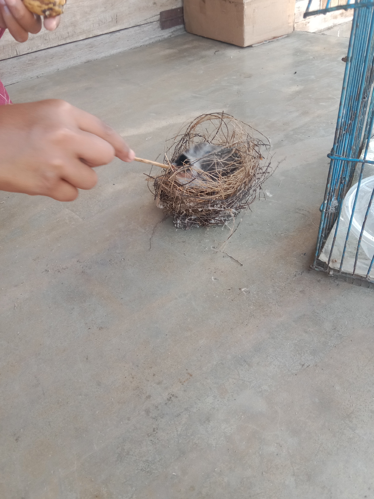 In Paya Besar, Indonesia, a close-up shot captures a human hand gently feeding a small bird in a nest. The hand, holding a thin stick with a piece of food, is positioned over a natural nest constructed from twigs and dry grass. Inside the nest, a young bird, mostly covered in fluff, is visible. The scene unfolds on a concrete surface, with a wooden wall and a cardboard box in the background. To the right, part of a blue metal cage is visible. The lighting suggests an outdoor environment.