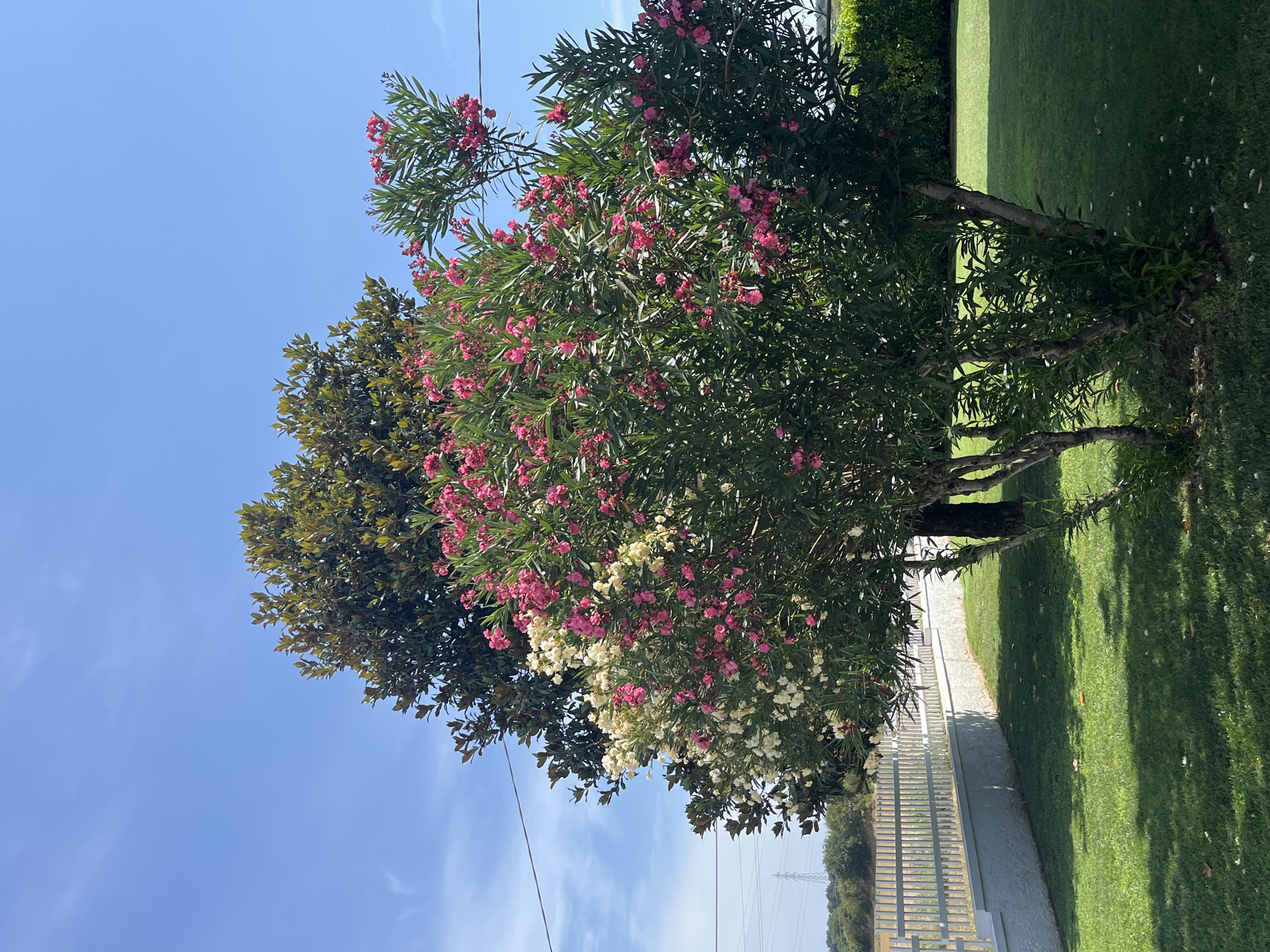 A bright, sunny day is depicted in this image, likely taken in Castiglione delle Stiviere, Italy. The foreground is dominated by a lush green lawn, casting dappled shadows from the trees above. A white, low-lying wall topped with a white picket fence stretches across the middle ground, separating the lawn from a more distant area with some vegetation and a visible power line.
Behind the fence, two prominent trees stand. The tree in the front is a flowering shrub, possibly an oleander, adorned with a profusion of vibrant pink and white blossoms. Its multi-trunked structure is visible, with green leaves forming a dense canopy. Behind this flowering bush, a larger, darker green tree with broad leaves is partially visible, suggesting a different species.
The sky above is a clear, bright blue with a few wispy white clouds. The overall impression is one of a well-maintained outdoor space, bathed in natural light. There are no people or animals visible in the frame. The scene is tranquil and appears to be a residential or public garden area.