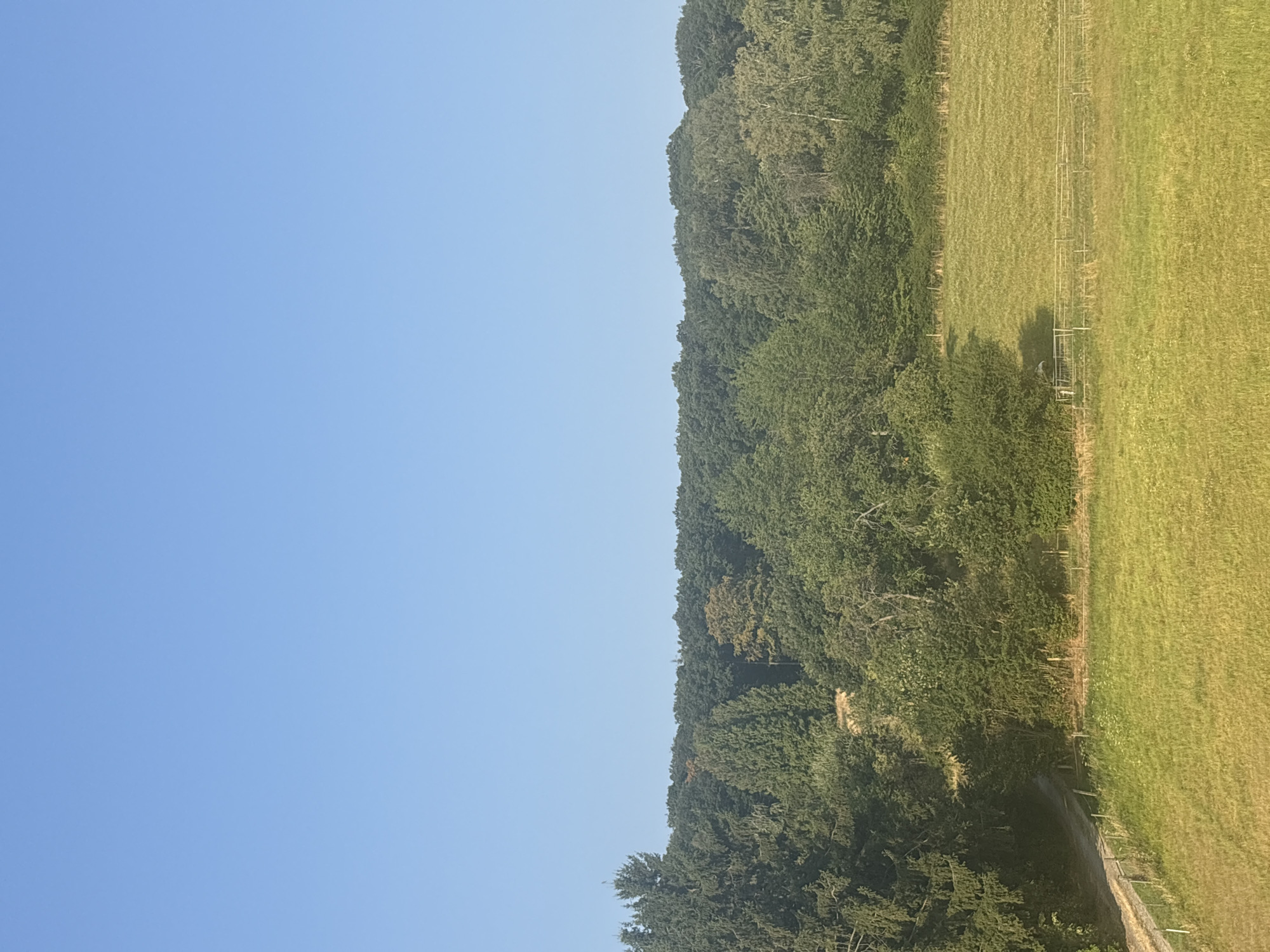 The image shows a bright, clear blue sky above a dense, green forest. The forest is comprised of various trees, with a mix of evergreen and deciduous species. In the foreground, a sunlit meadow with green grass stretches out, bordered by a low fence. A dirt path runs along the left side of the meadow, leading into the trees. To the right of the path and meadow, a section of the forest has been cleared, revealing a patch of uneven, yellowish-brown terrain. The overall scene suggests a rural or semi-rural setting, likely in Köppern, Germany, given the provided location. There are no people or animals visible in the image.