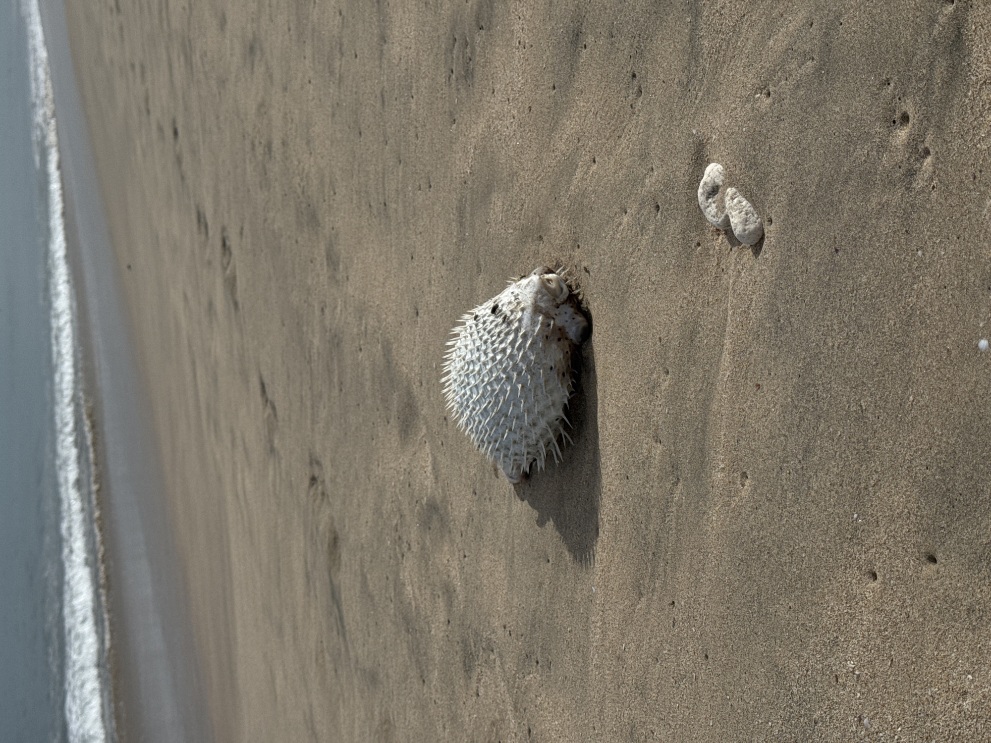 The image depicts a beach scene in Kuta Selatan, Indonesia. On the sand, a dead, dried-out pufferfish lies near two small pieces of coral. The beach slopes upward towards the right, where the objects are located, and downward towards the left, where the ocean and waves are visible. No people are present in the frame.
