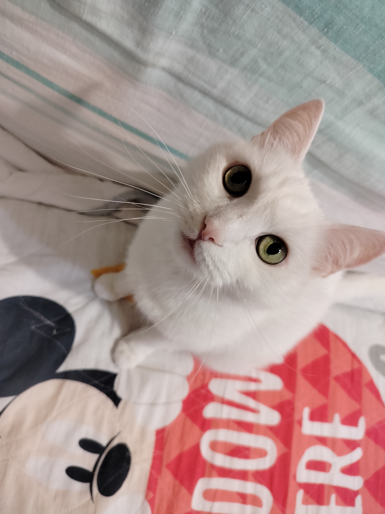 A close-up, high-angle shot of a white cat with green eyes, looking up at the camera. The cat is sitting on a bed with a Mickey Mouse patterned quilt. The top of the frame shows a partially visible light blue striped sheet. The location, Chaikovsky, Russia, cannot be determined from the given image.