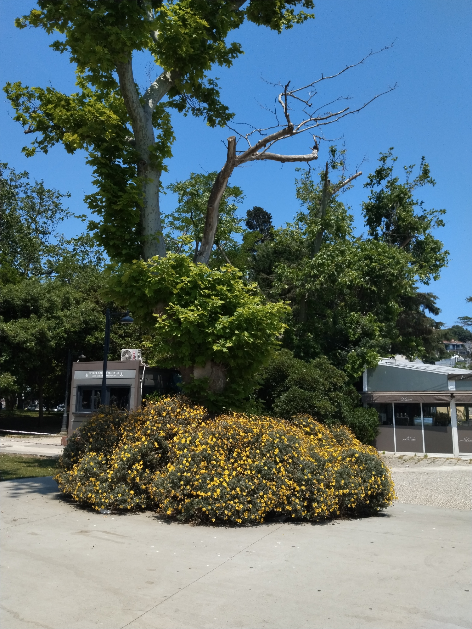 The image presents a vibrant outdoor scene dominated by a clear blue sky and lush greenery on a bright, sunny day. A large, mature tree with light grey bark and abundant green leaves stands prominently in the left and central parts of the frame, its foliage extending upwards. Adjacent to it on the right, another tree features several stark, bare branches reaching into the blue sky, contrasting with the surrounding healthy greenery.
At the base of these trees, a large, rounded bush densely covered with small yellow flowers creates a striking splash of color in the lower center and right of the image. The immediate foreground consists of light grey concrete paving.
Behind the flowering bush, a small, modern kiosk or building is visible. It has dark-framed windows and a dark roof. Visible text on its facade identifies it as "İSTANBUL BÜYÜKŞEHİR BELEDİYESİ" (Istanbul Metropolitan Municipality) and "PARK VE BAHÇELER ŞUBE MÜDÜRLÜĞÜ" (Parks and Gardens Branch Directorate). An "ISKI" logo is also present. An air conditioning unit, possibly branded "ESTEL," is mounted on the side of this kiosk. A dark street light pole stands nearby.
To the right and slightly set back, a larger building with a light-colored roof and dark awnings or canopies is partially visible. A logo, possibly "JS," is discernible on the awnings. Beyond this building and the dense foliage, glimpses of more distant buildings on a hillside can be seen under the clear blue sky.
No people or specific activities are depicted, contributing to a serene and tranquil atmosphere. The scene suggests a public park, promenade, or green space in an urban setting during daytime. The weather is sunny with no clouds, indicating clear conditions. The overall impression is one of natural beauty and urban infrastructure blending harmoniously.