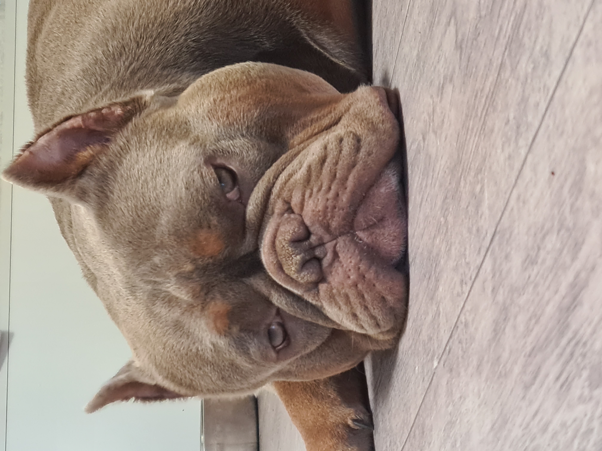 A tan-colored bulldog lies on a wooden floor, with its head resting on the floor. The dog's eyes are partially closed, and its face is wrinkled. The background is a light blue wall.