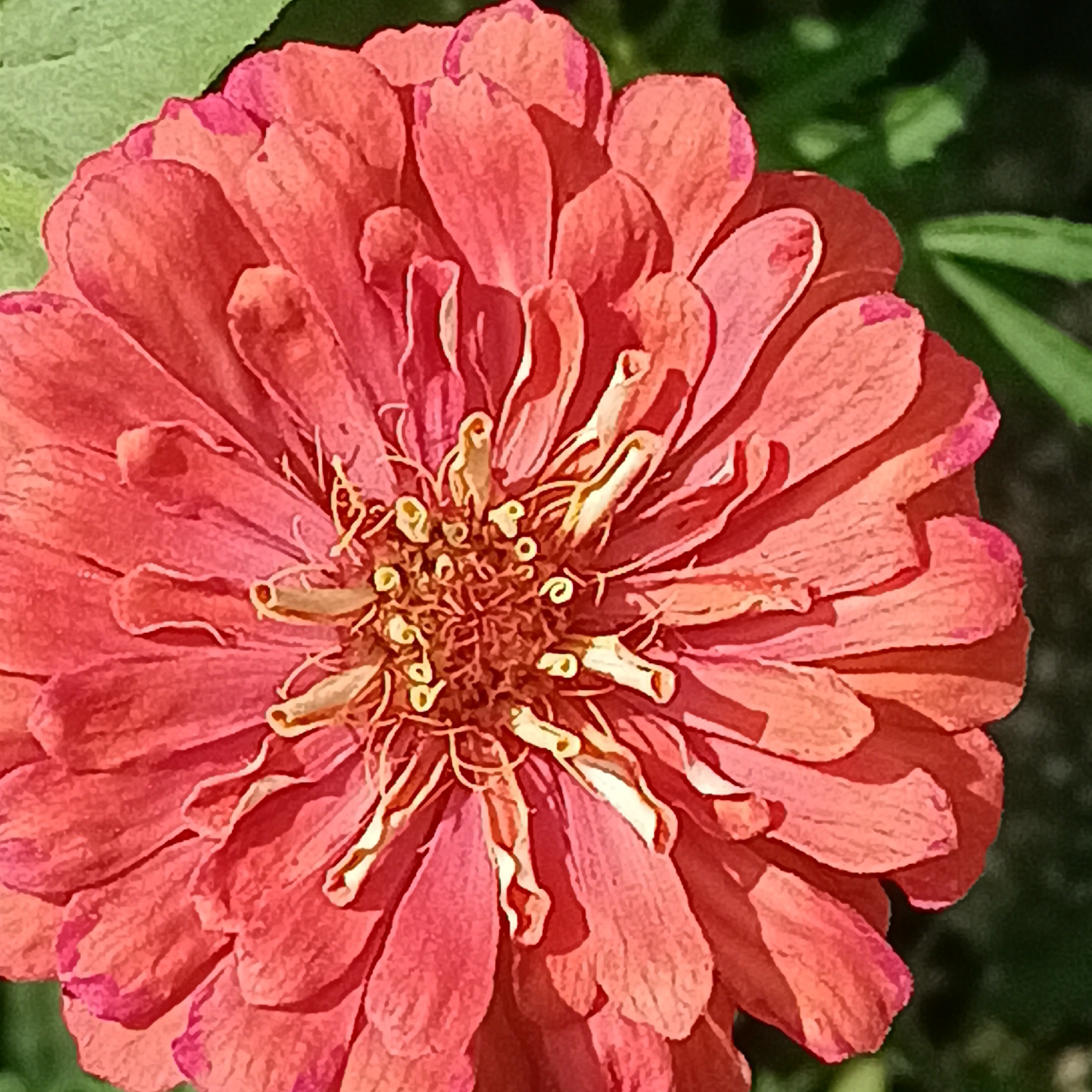 The image shows a close-up of a single, vibrant salmon-pink zinnia flower. The flower's petals are layered and curve inwards towards the center, which is filled with delicate yellow stamens. The background is a soft blur of green leaves and dark shadows, suggesting it is an outdoor setting, likely a garden. There are no people or any other discernible objects in the frame. The image is not specifically linked to the city of Samara, Russia, or any particular location within it.