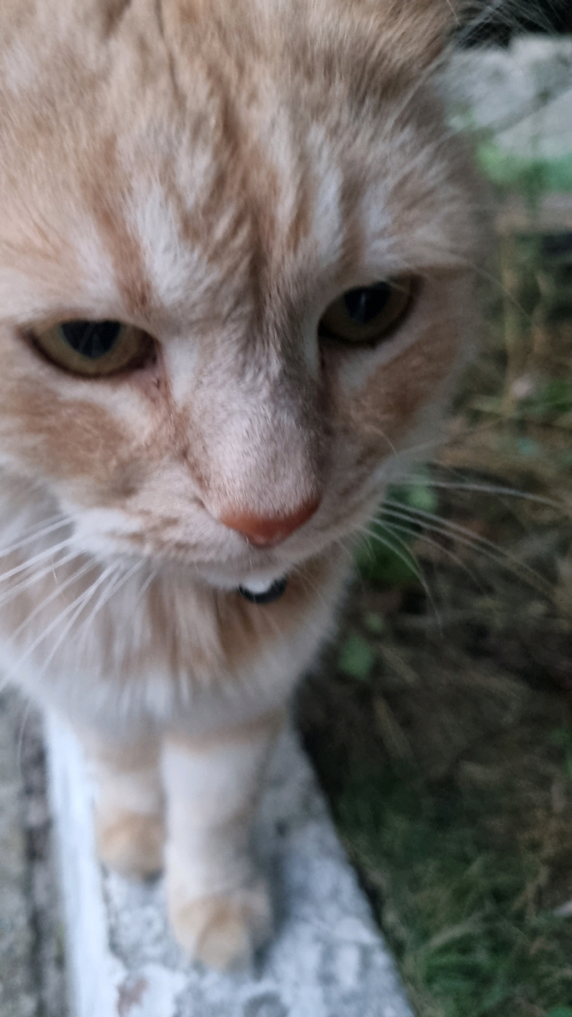 A close-up, slightly out-of-focus, vertical, eye-level shot captures the face of an orange tabby cat. The cat's fur is light orange with darker orange stripes. Its eyes are yellowish-green, and its nose is pink. A small white tooth is visible below the cat's nose. The cat is wearing a dark collar. The background is blurred, showing hints of green foliage and dark ground. The cat appears to be outdoors, possibly in a residential area. There are no indications of the specific location within Smila, Ukraine.
