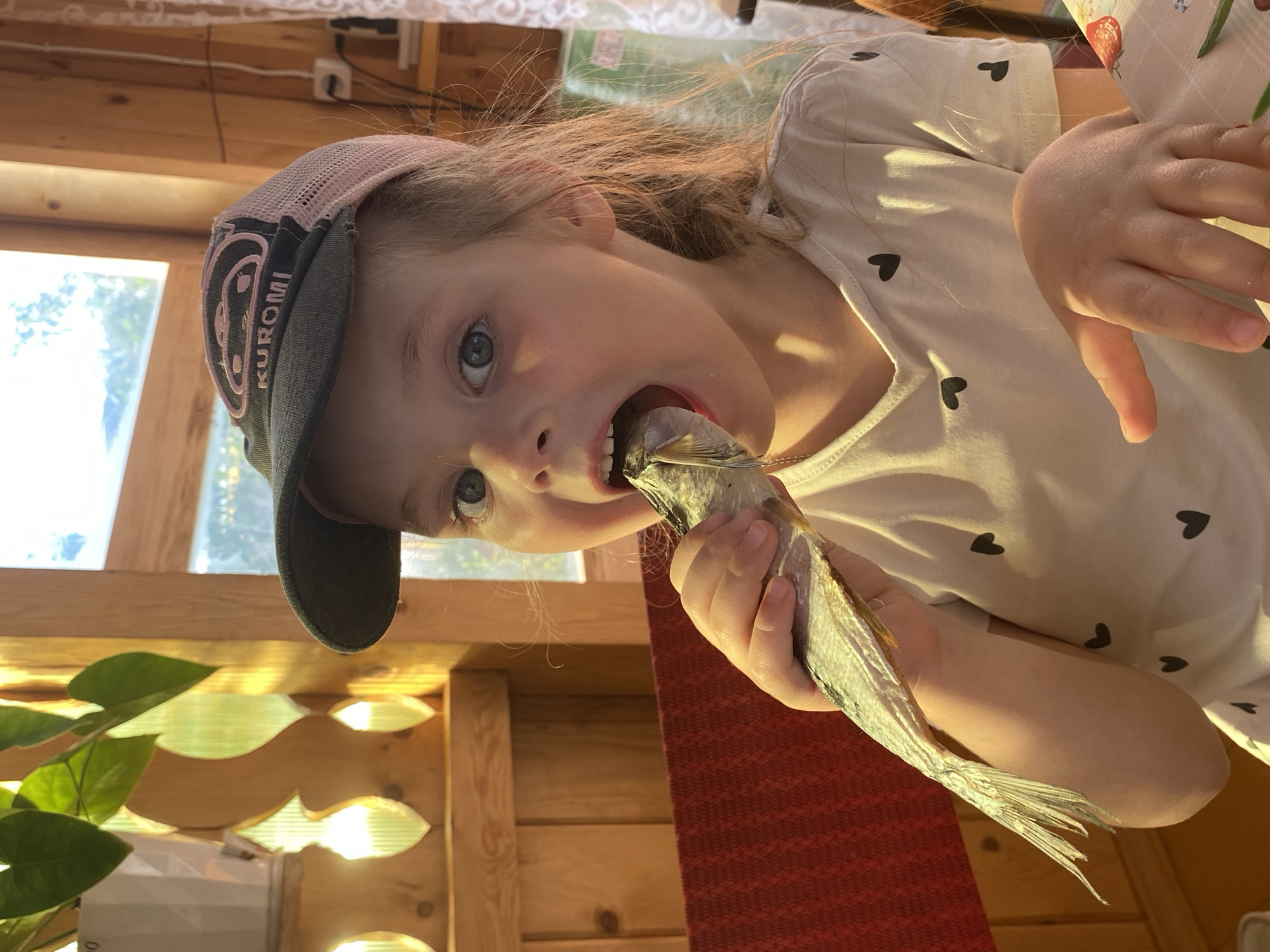 A young girl, likely Caucasian and with light blonde hair, is pictured from the chest up, wearing a dark baseball cap with a pink mesh back and a light-colored t-shirt adorned with small black hearts. She is in the process of eating a whole dried fish, holding it with her right hand and placing its head into her open mouth. Her eyes are wide and looking directly at the camera. The background suggests an indoor setting with wooden walls and decorative wooden lattice work, possibly a porch or sunroom. Natural light streams in from a window on the right, illuminating the scene. A red chair is visible behind the girl on the left. The overall impression is one of a candid moment, possibly a mealtime, in a rustic environment. The image is not geographically specific to Votkinsk, Russia, or any other city.