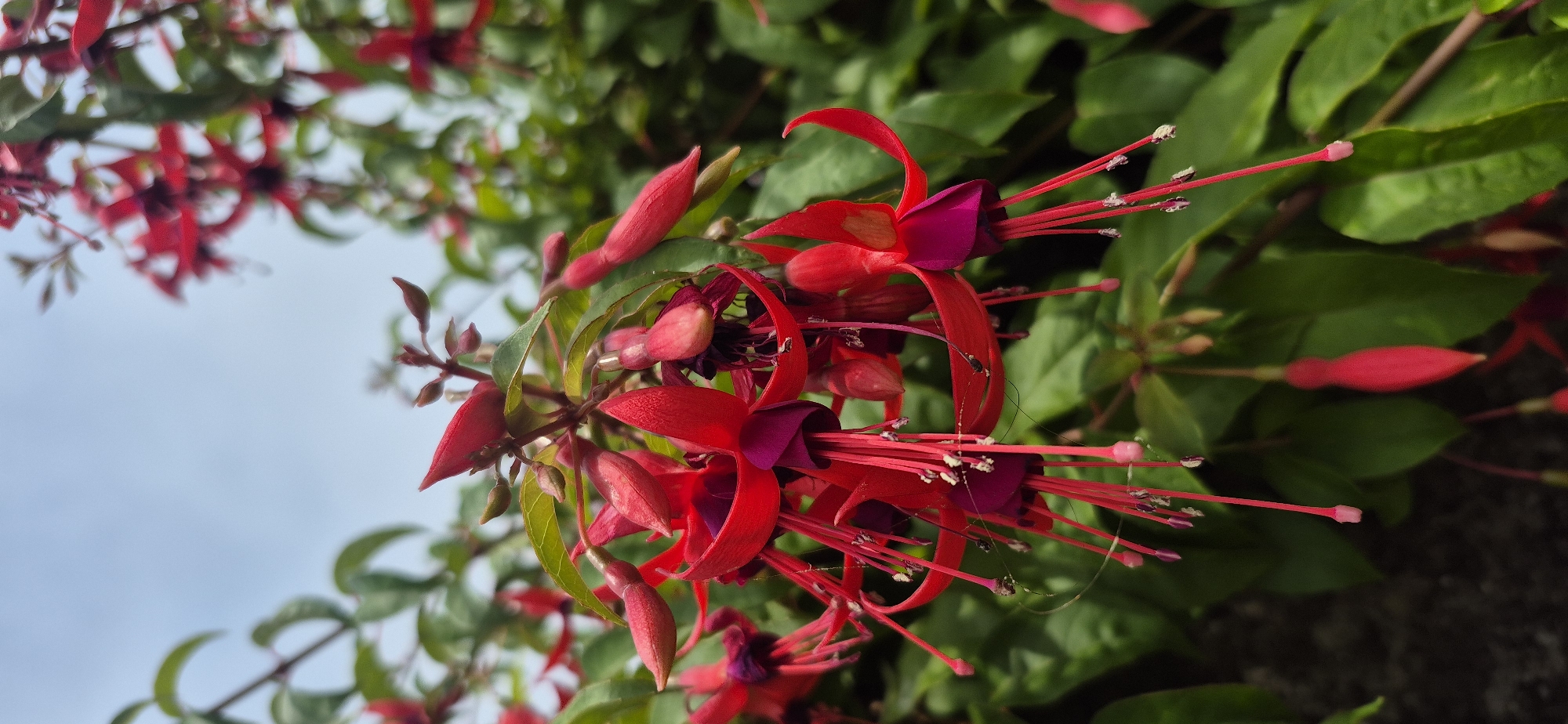 The image shows a close-up of red and deep pink fuchsia flowers in bloom, with green foliage and a pale blue sky in the background. The flowers are hanging downwards, with long, delicate stamens extending from the center. Some unopened buds are also visible. The scene is likely captured in a garden or park in Póvoa de Varzim, Portugal, given the context. The image is a still life, focusing on the botanical details of the flowers. There are no people or animals present, and no specific actions are taking place. The environment is natural and outdoors, with a focus on the flora.