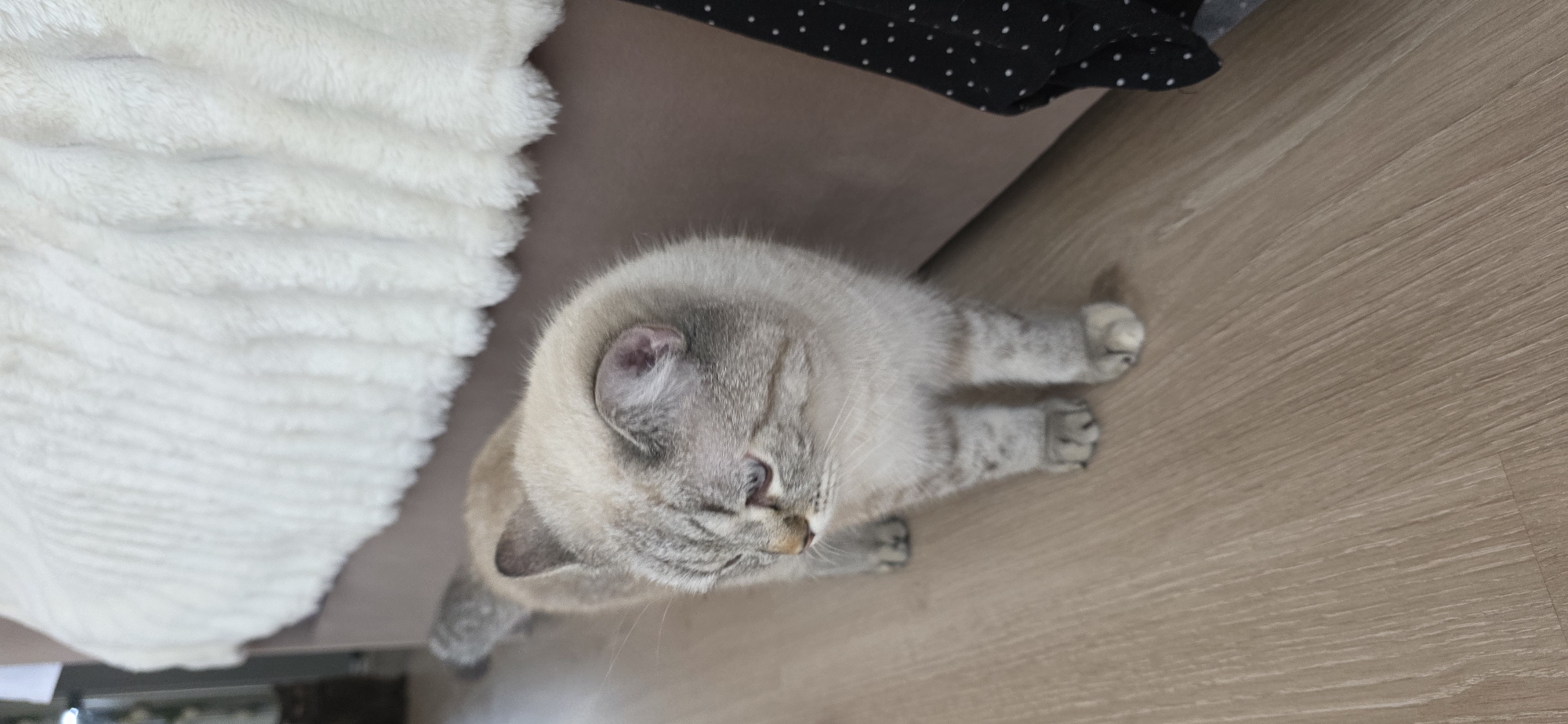 A light-colored, short-haired cat with blue eyes and tabby markings stands on a light wood floor. The cat is facing left with its head tilted down. To the right of the cat, a dark fabric with white polka dots hangs down. Behind the cat and to the left is a blurred white, textured blanket draped over furniture. The environment appears to be indoors, likely a bedroom or living area.