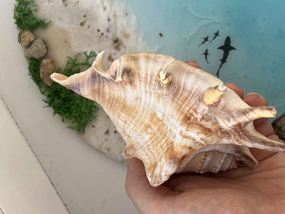 A human hand, with light skin tone, firmly grasps a large, ornate seashell against a brightly lit background. The shell, predominantly light brown and white with visible striations and a spiny texture typical of a conch, is held with its opening facing away from the viewer. It appears to be a decorative item, possibly a Queen Conch. The background consists of a two-dimensional decorative piece, likely a resin art object, simulating a miniature coastal environment. The upper portion of this background depicts a sandy beach with small, scattered pebbles and patches of vibrant green, moss-like material. Below this simulated shoreline, the background transitions into a bright, light blue area, representing calm ocean water. Within this blue section, four dark silhouettes of marine life are depicted: one larger shark and three smaller, fish-like shapes resembling juvenile sharks, appearing as if swimming just beneath the surface. The entire scene is observed in an indeterminate indoor or outdoor location within the city of Zvezda, Russia.