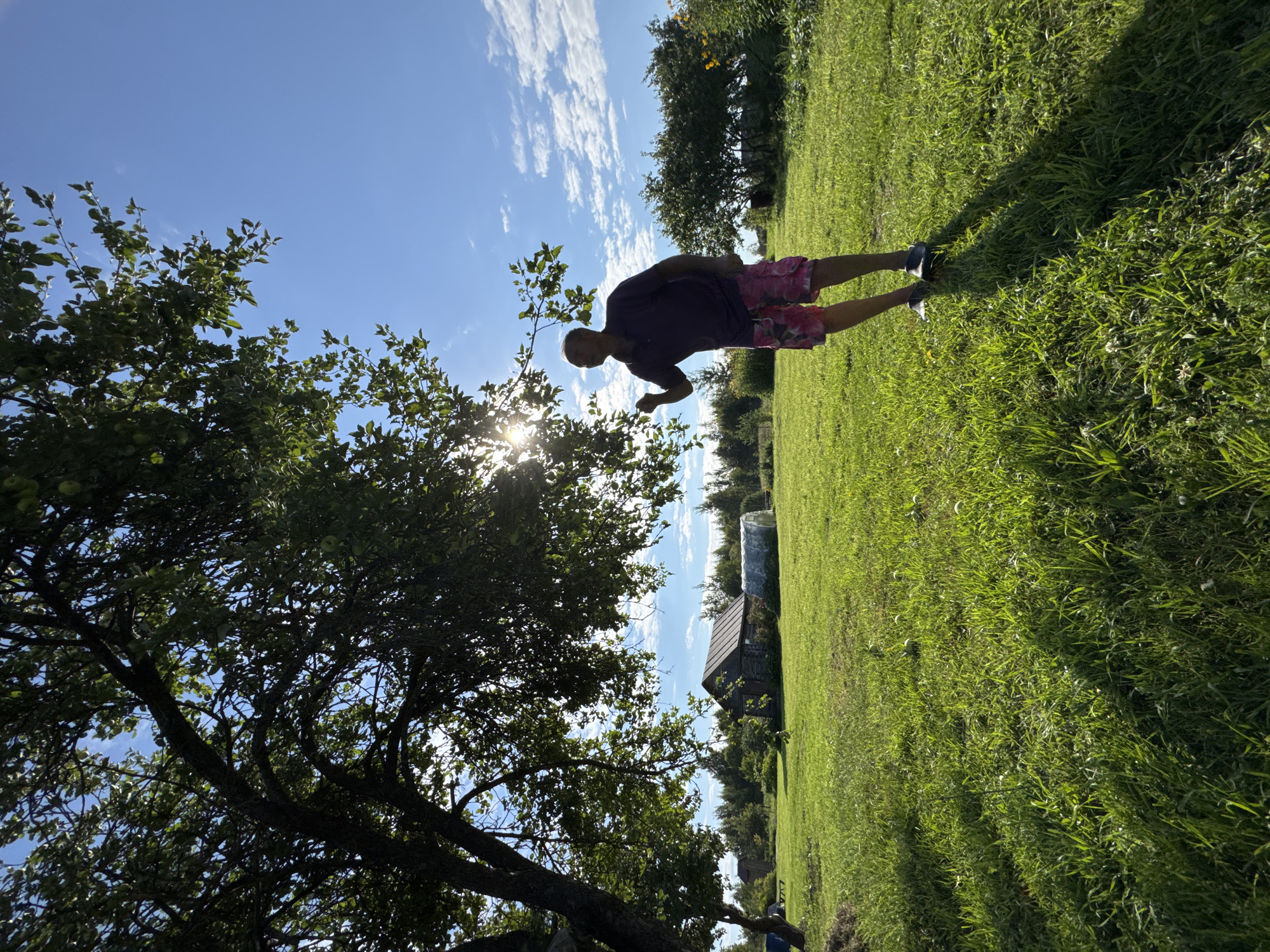 In a sun-drenched rural yard, a man with short grey hair stands in a vibrant green field under the dappled shade of a large tree. He is wearing a dark purple polo shirt and colorful patterned shorts. His right hand is raised as if reaching for something on a tree branch, with the sun's rays glinting through the leaves behind him. The background shows a rustic wooden shed with a dark roof and a greenhouse with a clear plastic covering. Further back, a line of trees and bushes borders the property under a bright blue sky with scattered white clouds. The overall impression is one of a peaceful, warm day in a countryside setting, possibly a garden or orchard. The location is identified as Sitno, Russia.