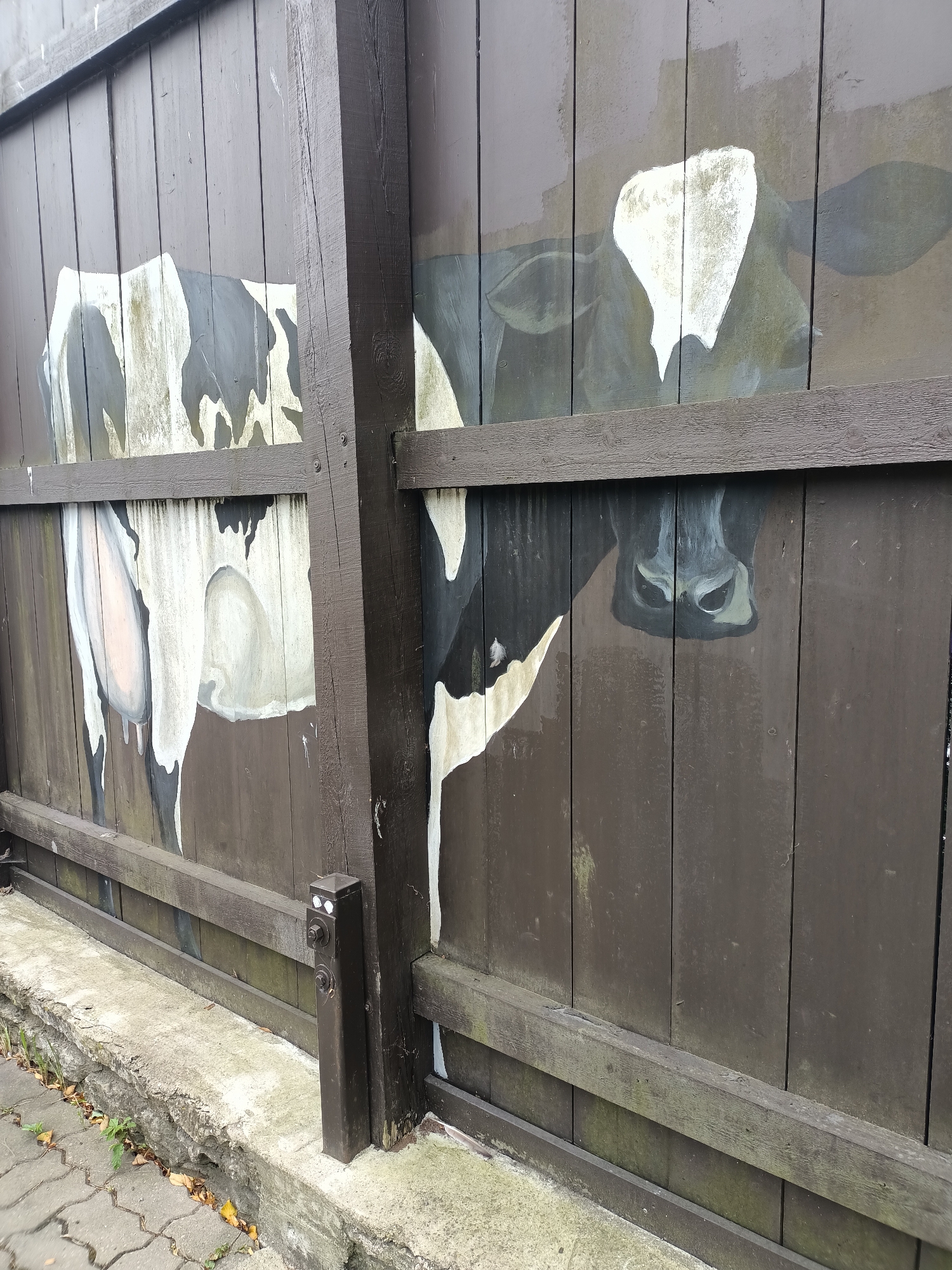 The image depicts a section of a dark brown wooden fence with a mural painted on it. The mural features two partial cow figures. The cow on the left is facing the viewer's left, showing its flank and udder. The cow on the right is facing the viewer directly, with its head and neck visible. The cows are painted in black and white with subtle gray shading. The fence is constructed with vertical wooden planks, and there are horizontal wooden beams reinforcing it. A dark brown metal post with two visible bolts is situated at the bottom right of the fence. The ground in front of the fence consists of a concrete ledge and cobblestone paving. The scene is set outdoors, with evidence of greenery and fallen leaves near the base of the fence. The overall impression is that of an exterior wall, possibly part of a farm building or a public space decorated with artwork. The style of the fence and the mural suggest an outdoor setting in a European city, but no specific location within Tallinn, Estonia can be identified from the visual information provided.