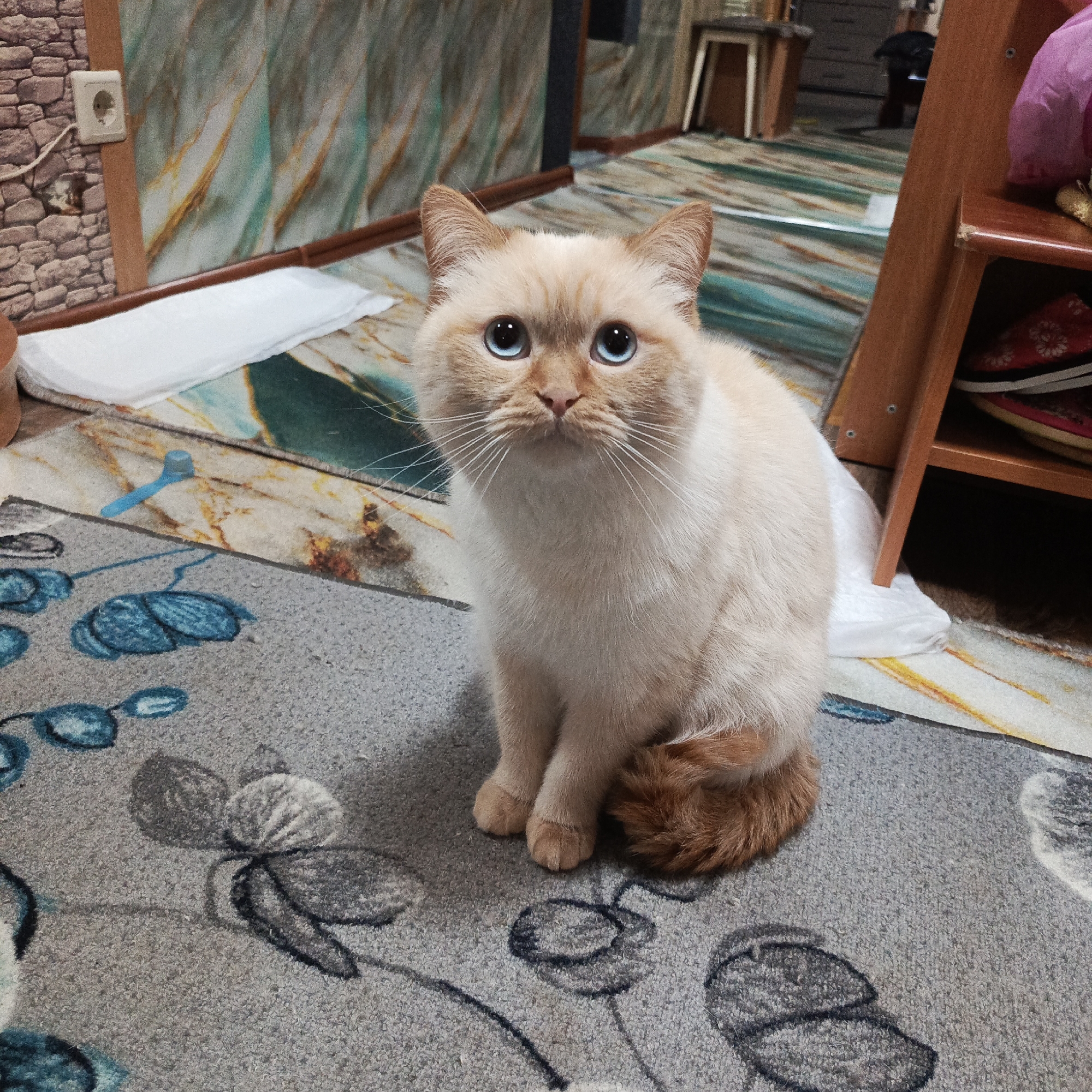 A domestic shorthair cat with cream-colored fur and bright blue eyes is the central subject of this indoor portrait. The cat is sitting upright on a light gray patterned rug, facing directly towards the camera with an alert and curious expression. Its tail, a richer ginger-orange color, is curled around its front paws.
The setting appears to be a room in a residential building. The floor consists of two distinct layers: a larger, underlying rug with an abstract or marbled pattern in shades of teal, gold, and white, and a smaller, rectangular gray rug with stylized blue and dark gray floral or leaf motifs laid on top.
In the background, on the left, a wall features a textured, light brown brick-like pattern, next to a vertical wooden beam. An electrical outlet with a white cord plugged into it is visible on this wall. To the right, another section of the wall displays a wavy, marbled design in similar teal and gold tones as the larger floor covering.
Several objects are scattered around the room:
- A flat, white rectangular pad or cloth is on the floor to the left of the cat.
- A small, light blue scoop or utensil lies on the marbled floor covering between the cat and the white pad.
- To the right of the cat, part of a wooden shelving unit or piece of furniture is visible. On one of its shelves, a pink bag and some shoes (one red with white patterns) can be seen.
The lighting suggests an indoor setting, likely during the day, but no specific time or weather can be determined. There is no visible text in the image. The overall impression is a candid shot of a pet in a lived-in environment. The location context provided is Markovskiy, Russia.