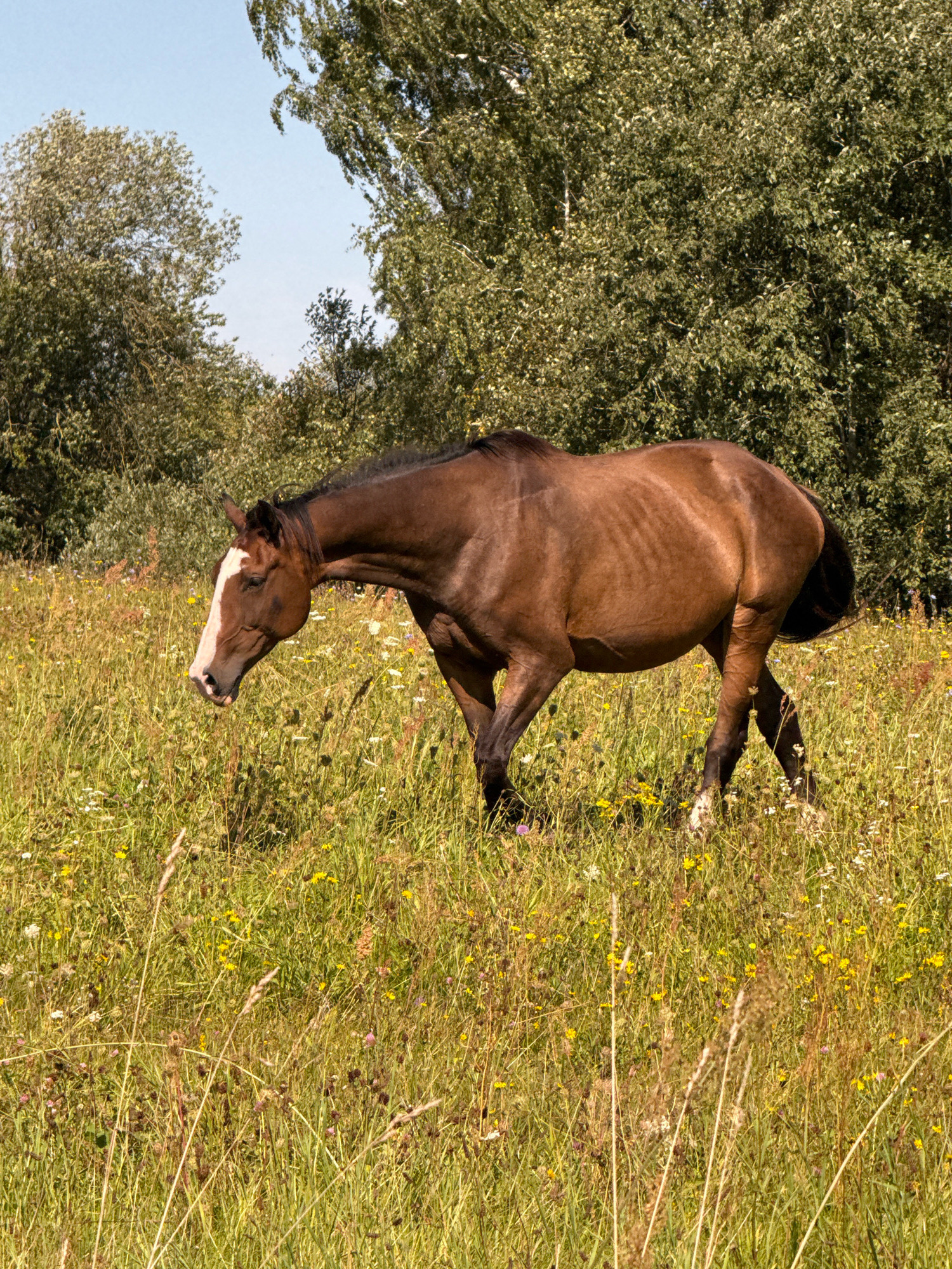 A brown horse with a white blaze on its face stands in a field of tall grass and wildflowers. The horse is facing left and appears to be grazing. In the background, there are trees and a clear blue sky. The scene is set in a rural environment. The image does not provide any information about the specific location within Galinė, Lithuania.