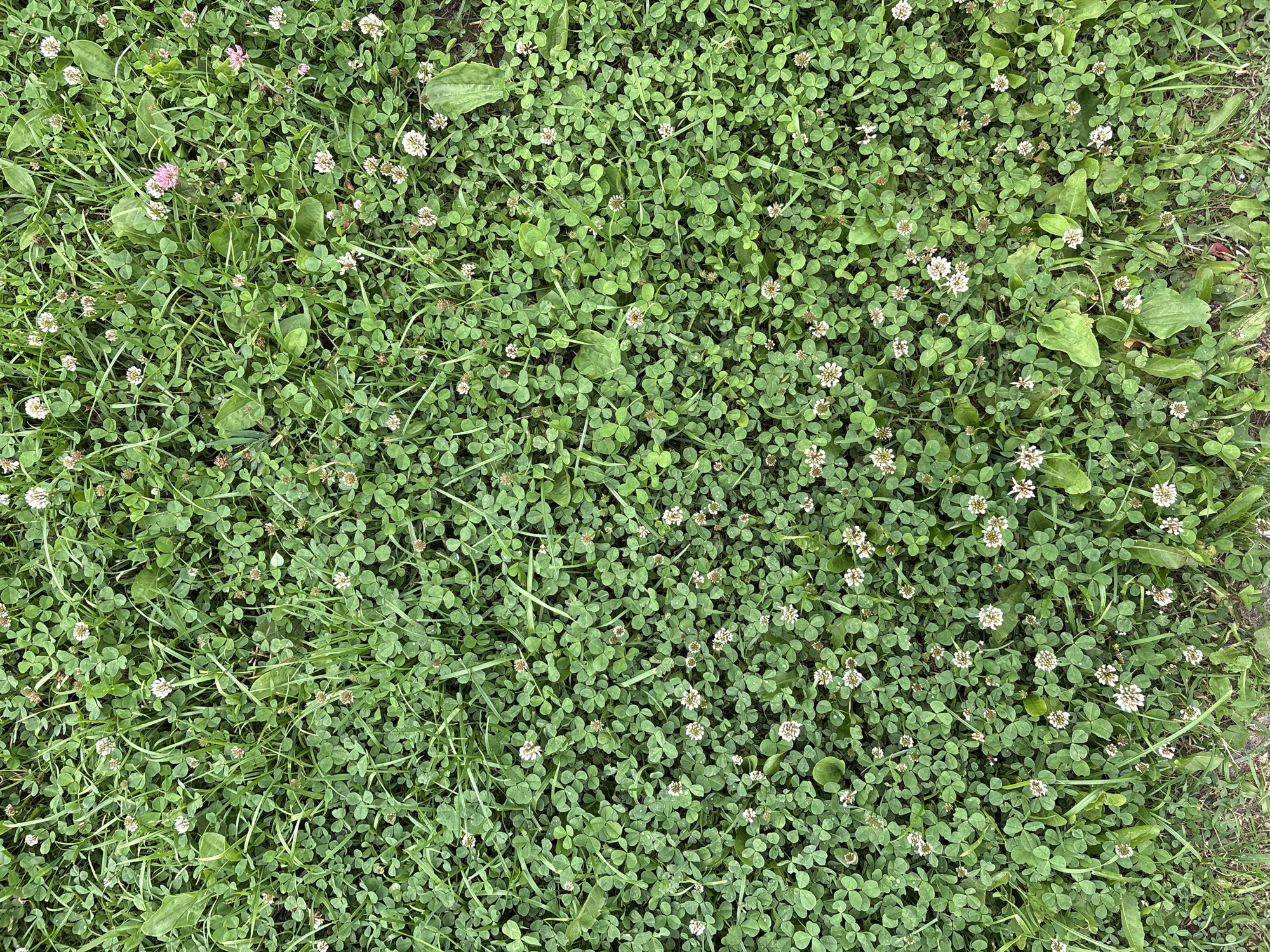 The image shows a close-up, overhead view of a patch of green clover with small white and pink flowers. Blades of grass are interspersed throughout the clover. Some broad, flat green leaves, possibly from plantain, are also visible. The scene is a natural outdoor setting, likely a lawn or meadow. The lighting suggests it is daytime, with no indication of specific weather conditions. The image focuses solely on the texture and detail of the ground cover, with no people or man-made objects present. There is no visible text in the image.