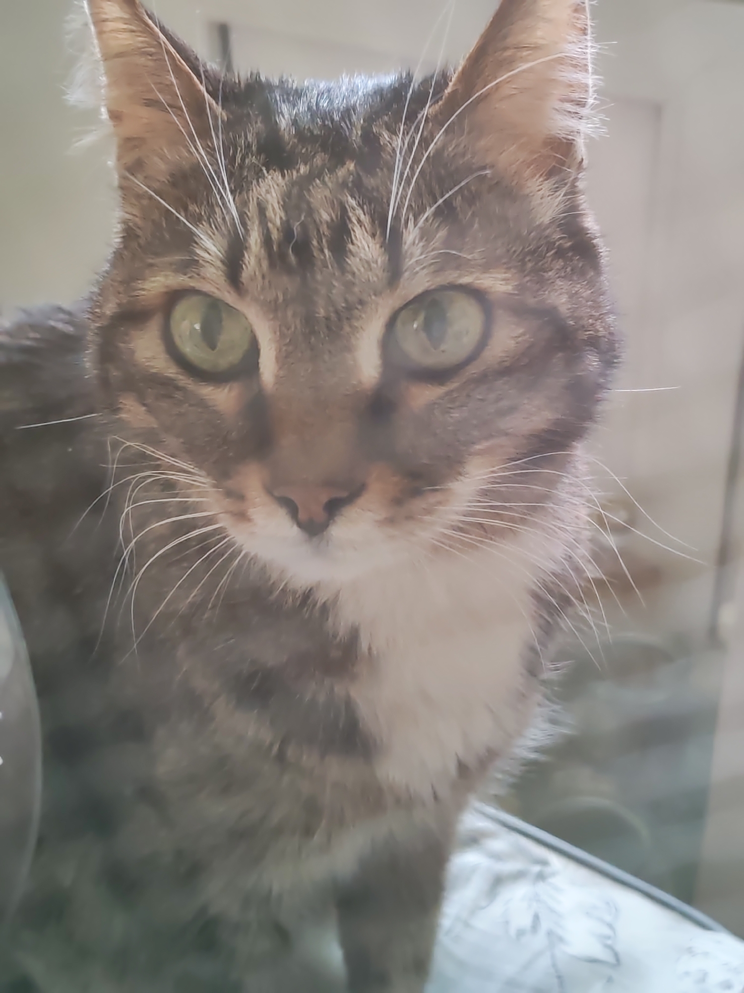 A tabby cat with green eyes is the primary subject of the image. The cat has a brown and grey striped coat and white whiskers. It is positioned close to the camera, creating a close-up effect. The background is indistinct, but appears to be an indoor setting with a hint of an object or surface below the cat. There is no indication in the image to suggest that this photo was taken in Chaikovsky, Russia.
