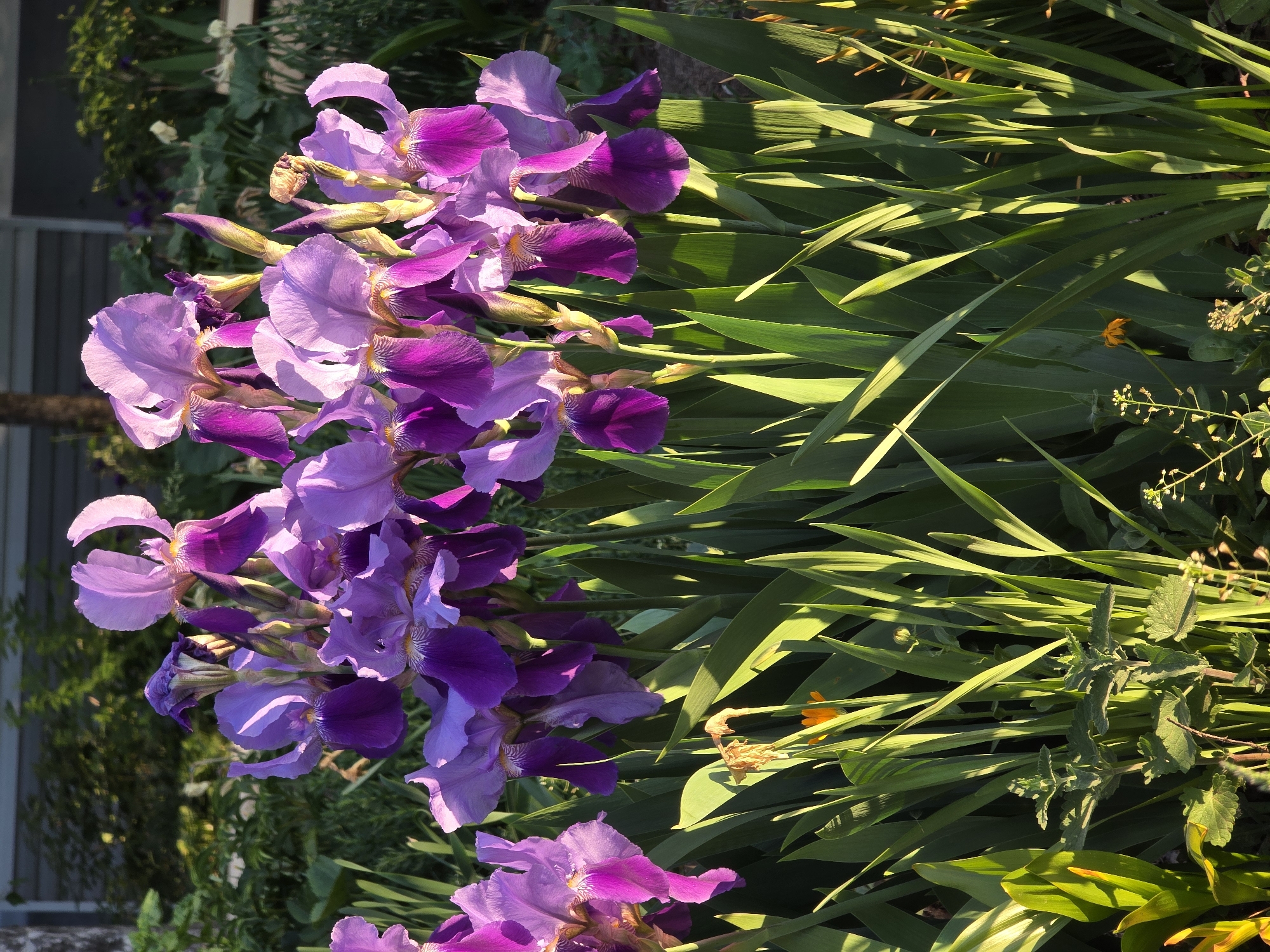 The image shows a garden scene with a profusion of purple irises. The irises, in varying shades of purple, are arranged densely, with some buds still closed and others in full bloom. Their green, blade-like foliage provides a backdrop to the flowers. A few other plants, including some with small yellow or white flowers, are interspersed among the irises and their foliage. Sunlight casts shadows across the scene, highlighting the textures of the leaves and petals. A building is partially visible in the background on the left. The image appears to be taken in natural outdoor light. The location, Chaikovsky, Russia, is not directly visible from the image.