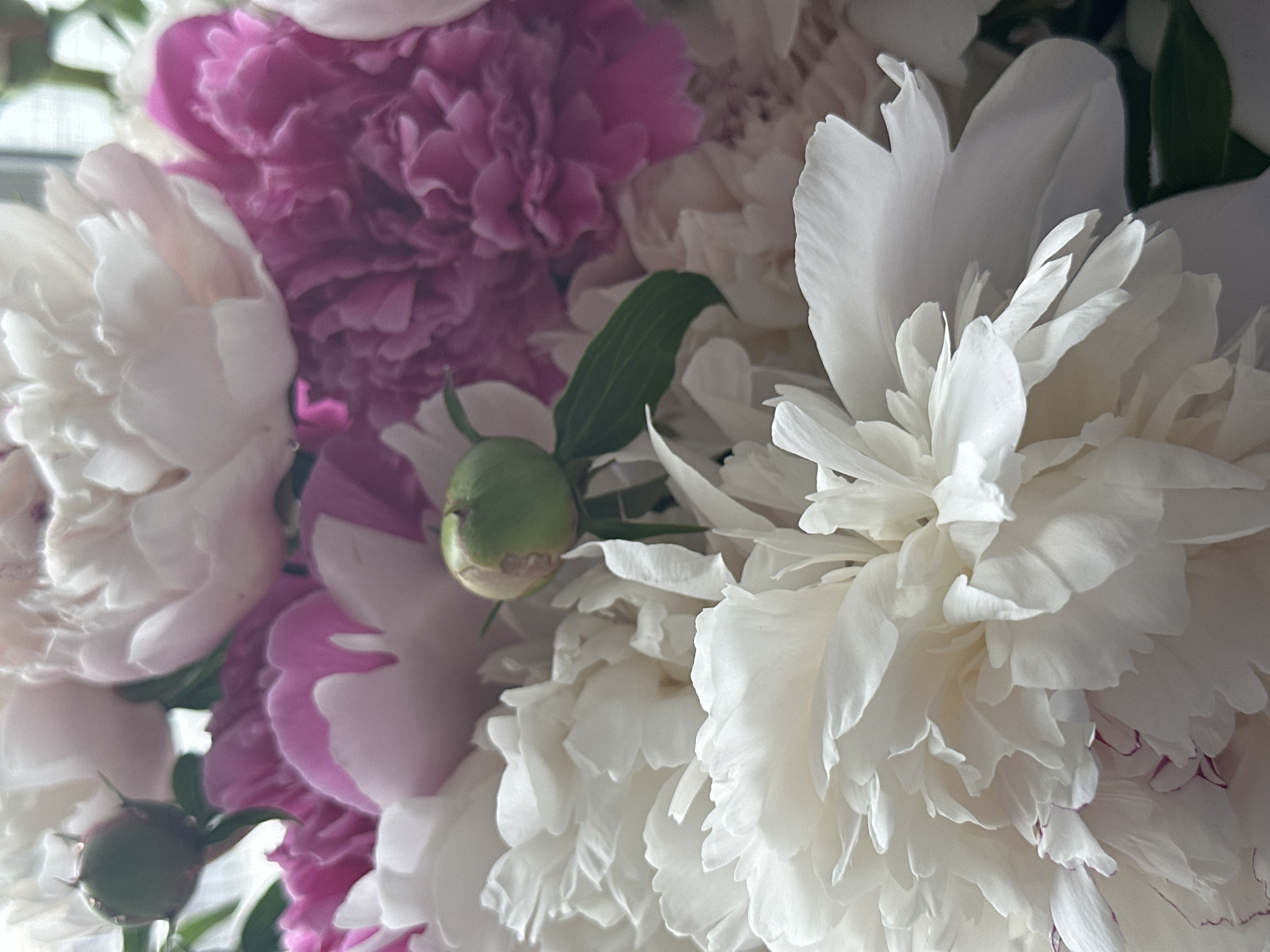 A close-up photograph shows a bouquet of peonies in shades of white and pink. A single green bud is visible amidst the flowers. The image does not contain enough information to determine the location in the city of Chaikovsky, Russia or any information about people, actions, or interactions.