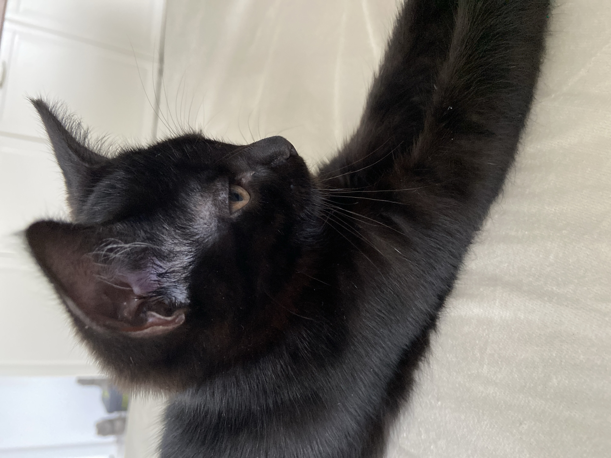 A close-up, eye-level shot shows a black kitten lying on a white, textured surface. The kitten's head is turned to the right, with its body extending out of frame to the left. Its fur is short and appears sleek. The kitten's right eye is visible, an amber color, and its gaze is directed to the right. Its whiskers are long and prominent. The background is out of focus, showing a white wall and a hint of natural light coming from the left. The scene is indoors, on what appears to be a bed or couch. The image does not contain any information to suggest a location in Meshcherskoye, Russia.