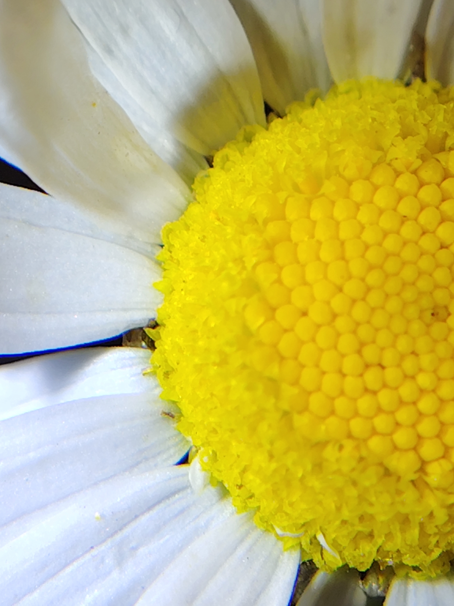 The image is an extreme close-up of a daisy. The focus is on the bright yellow center of the flower, which is composed of many small, rounded florets. White petals, slightly blurred, surround the yellow center, creating a contrast in color and texture. The lighting highlights the intricate details of the flower's reproductive parts and the delicate veins of the petals. There are no people, buildings, or any indication of a specific location in Chaikovsky, Russia, or any other city. The scene is entirely natural and botanical.