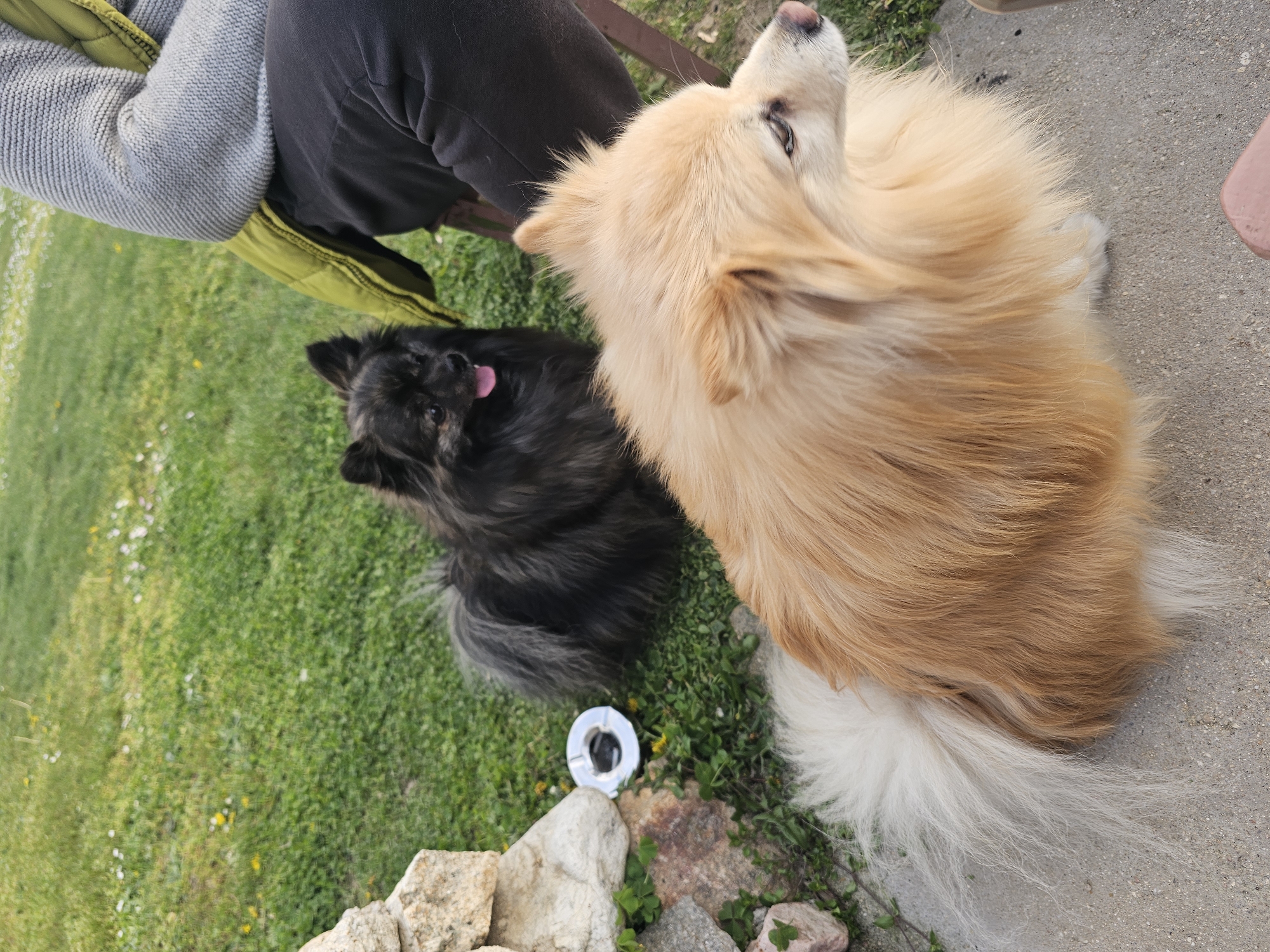 A high-angle shot depicts two dogs near what appears to be a person seated on a bench. One dog is a tan/white color, and the other is black. The tan dog is on a cement surface while the black dog is on grass. The tan dog is looking upward, while the black dog has its tongue sticking out. A small, silver object is in the grass near the rocks. The location is Krasnovo, Bulgaria.