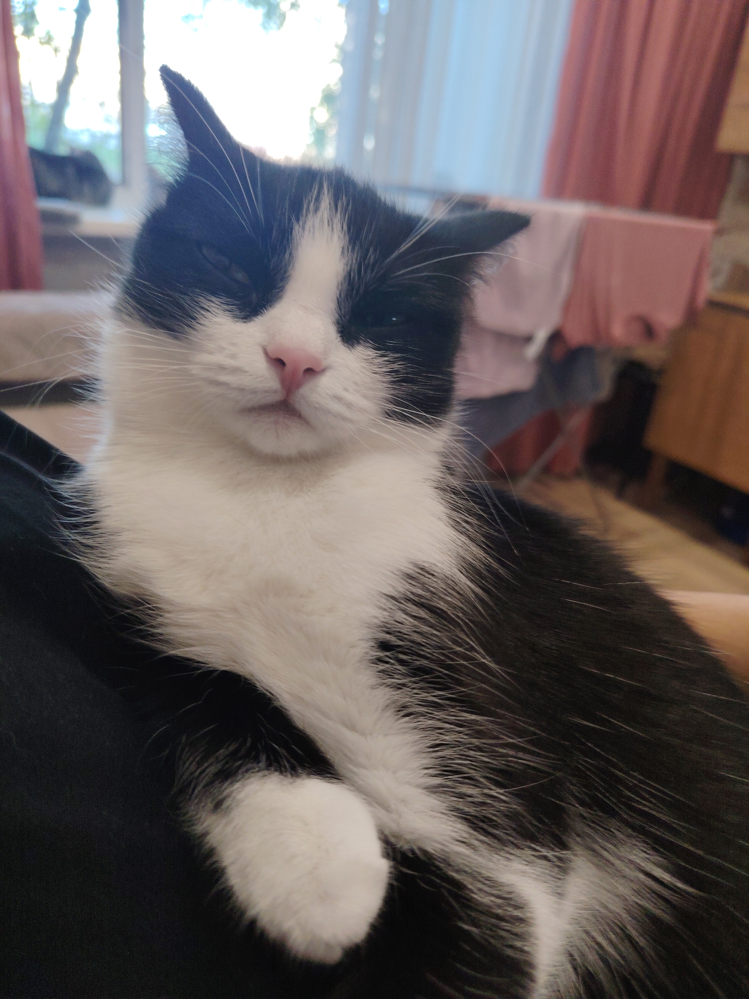 A black and white tuxedo cat is the central subject of this indoor portrait, captured resting comfortably. The cat's fur shows a clear pattern of black on its head, back, and sides, contrasted by white fur on its chest, chin, and a blaze on its face. Its eyes are partially closed, suggesting a state of calm, relaxation, or drowsiness, while its small pink nose is prominent. White whiskers extend from its muzzle. The cat appears to be lying on a dark surface, possibly a person's lap, indicated by the dark fabric in the foreground.
The background reveals a brightly lit interior, likely a home. A large window occupies the upper background, admitting abundant natural light, which suggests it is daytime. Outside the window, blurred greenery or trees are visible. To the right of the window, peach or pink curtains are drawn. Faint details of domestic furniture, including a wooden cabinet and what appears to be a clothes airer with items drying, are discernible further in the background. A blurred, dark shape on a surface near the window in the far background could possibly be another cat or object. The overall scene conveys a sense of peaceful domesticity. No text is visible in the image.