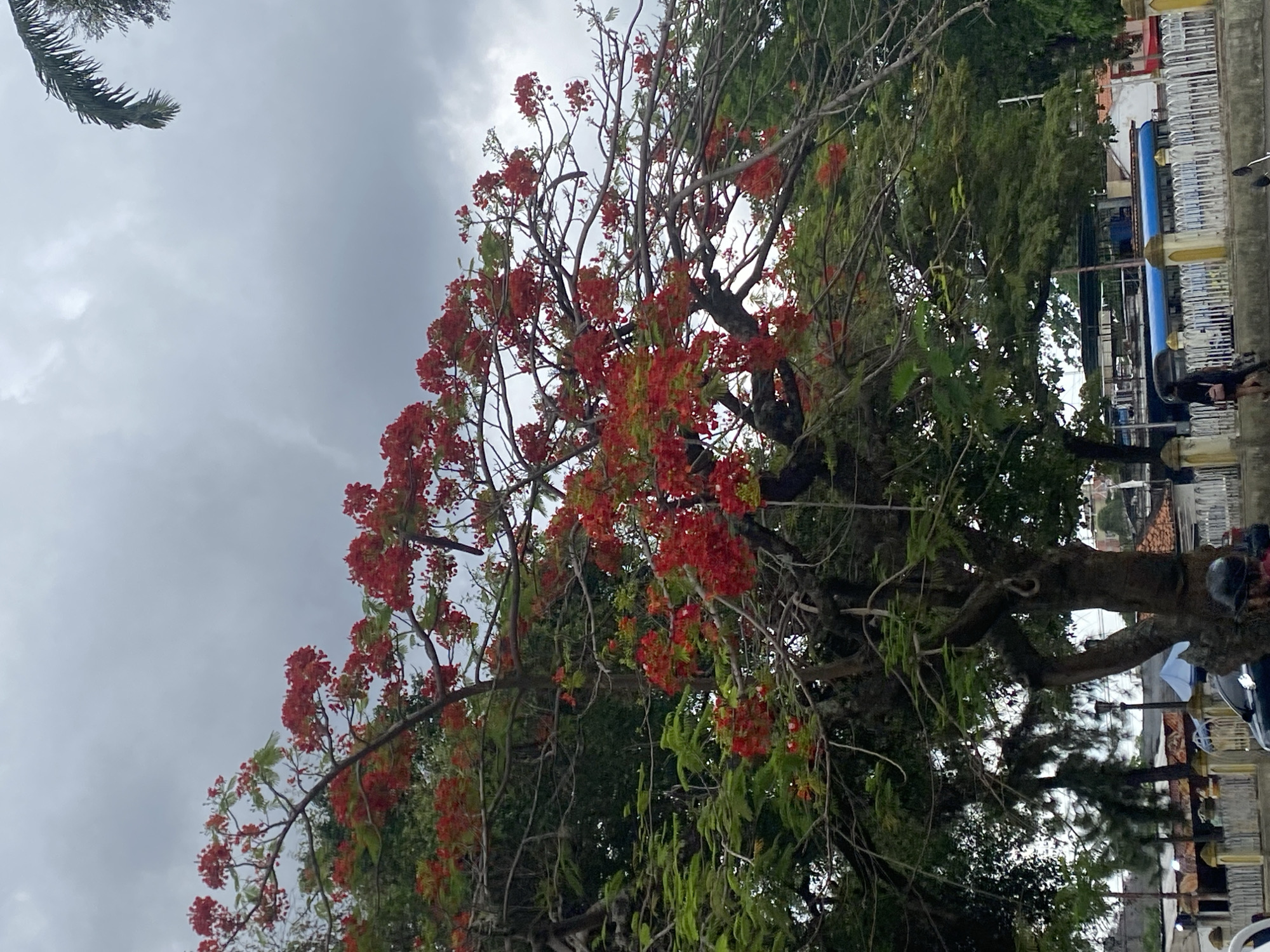 The image shows a tree with red flowers, likely a Flamboyant tree (Delonix regia), in what appears to be a public space or park. The sky is overcast with grey clouds. Other green trees and vegetation are visible in the background. The trunk and branches of the tree are visible. In the background, there are architectural elements like a blue metal railing and parts of buildings, suggesting a location in a city. The location is Tinaquillo, Venezuela. There are also glimpses of people and parked motorcycles in the background, particularly on the right side. The general atmosphere appears to be calm and natural, despite the cloudy sky.