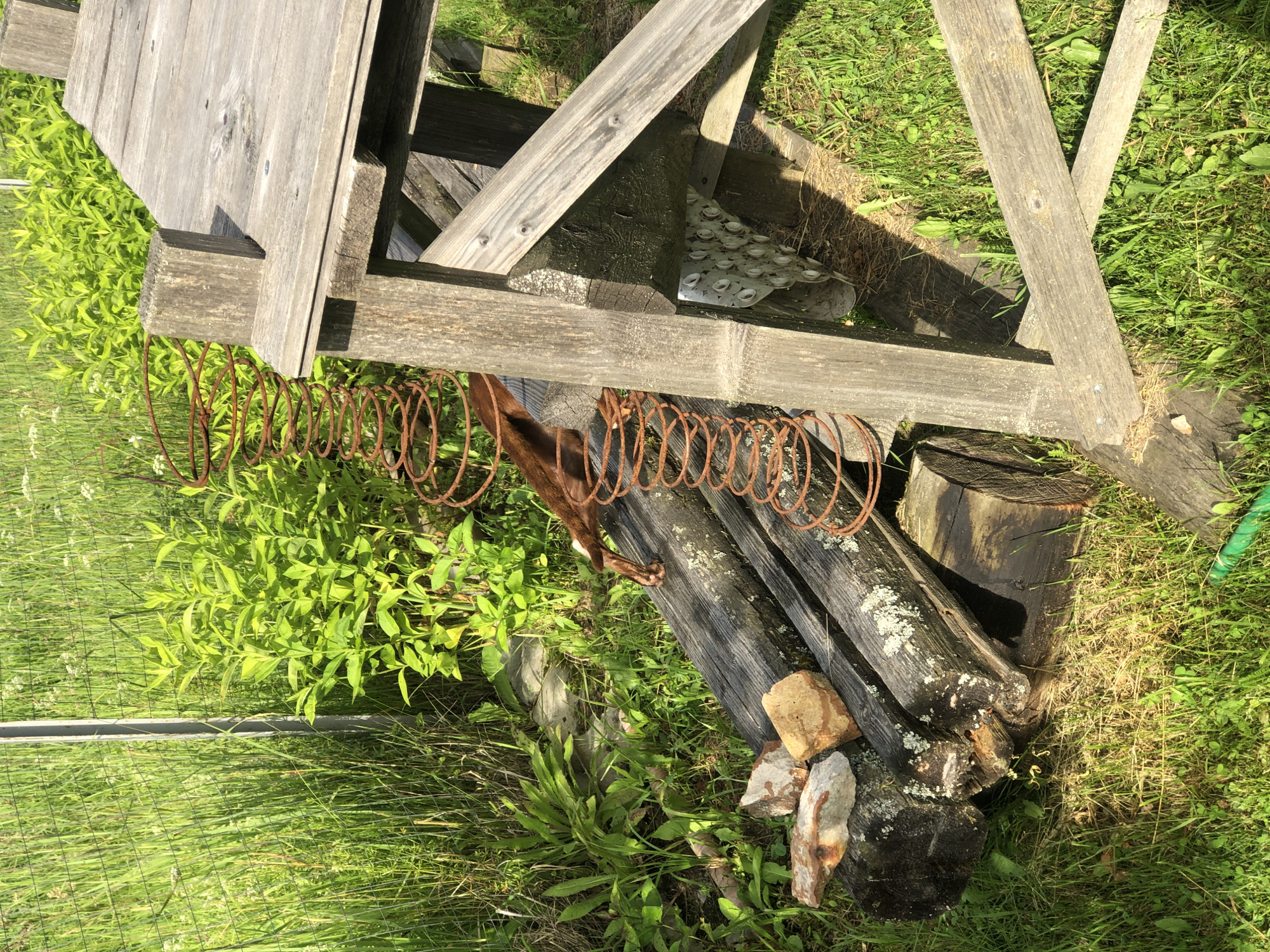 This media file presents an outdoor scene in Zhukovo, Russia, bathed in bright sunlight, suggesting a clear day, likely in the warmer months. The image is dominated by weathered wooden structures and lush green grass. In the foreground, a rusty metal spring is stretched across several pieces of decaying wood, possibly part of an old piece of farm equipment or outdoor furniture. The wood itself shows signs of age and decay, with moss and lichen visible on its surface, and it is propped up by a larger log.
Behind the spring and wood, tall green foliage grows abundantly, interspersed with blades of grass. A wire fence is partially visible, suggesting a boundary or enclosure. The overall impression is one of a rural or rustic setting, perhaps a yard or a farm. There are no people visible in the image, and the scene appears to be static, with no active event taking place. The materials and their state of disrepair hint at a history of use and abandonment. The lighting suggests it is daytime, with shadows cast by the wooden structures. No text is visible in the image.