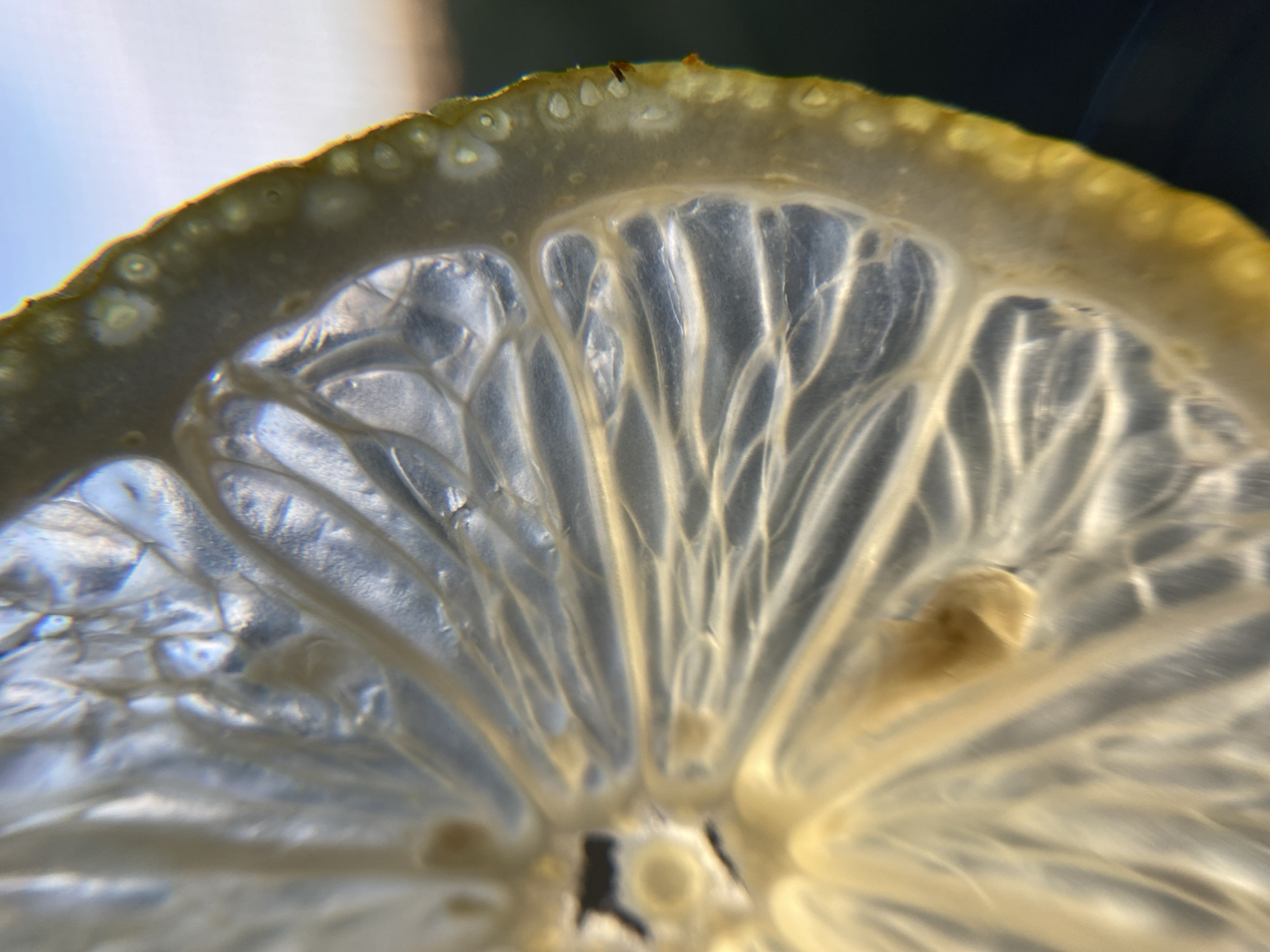 A close-up, high-angle shot shows a slice of lemon backlit by sunlight. The citrus slice, predominantly yellow and translucent, reveals its internal structure of segmented pulp and thin membranes. The outer rind is a vibrant yellow with small, circular oil glands visible. The background consists of a blurred gradient of sky, transitioning from blue at the top to a muted orange at the horizon, suggesting a sunset or sunrise. The overall impression is one of macro photography capturing the intricate details of a fruit slice against a natural backdrop.