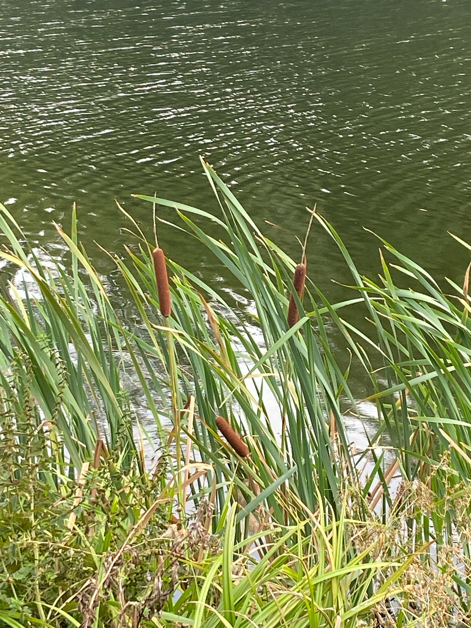 The image shows cattails and other marsh plants growing along the edge of a body of water. The water is dark green and reflects the sky, with small ripples on its surface. The cattails are brown and cylindrical, with long green leaves. The overall scene is natural and appears to be in an outdoor setting. There are no people or man-made structures visible in the image. The provided image and its crops do not contain any information to determine the location in the city of Kyiv, Ukraine.