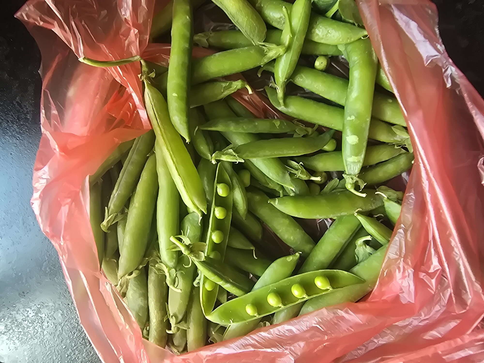A close-up, overhead shot shows a pile of fresh green pea pods stuffed inside a bright red plastic bag. The bag is open at the top, and many of the pea pods are spilling out. Some of the pods are still sealed, while others are split open, revealing the round, green peas inside. The peas are a vibrant green, and the pods are a lighter shade of green with a slightly fuzzy texture. The background is dark and out of focus, suggesting a countertop or table. The lighting is bright and natural, highlighting the freshness of the produce.