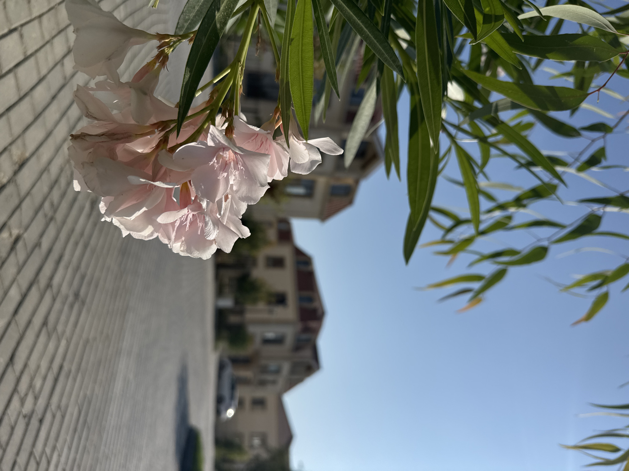 In Sabunchu Raion, Azerbaijan, a cluster of delicate pale pink oleander flowers, in sharp focus in the foreground, cascades down from lush green foliage. Behind them, the scene is softened by a shallow depth of field. Out-of-focus, traditional-style buildings with red-tiled roofs and cream-colored facades line a paved street. A light-colored car is visible on the street in the mid-ground, and the sky above is a clear, pale blue. The paved area in the foreground appears to be a courtyard or pedestrian walkway, composed of interlocking rectangular pavers. The lighting suggests it is a bright, sunny day.